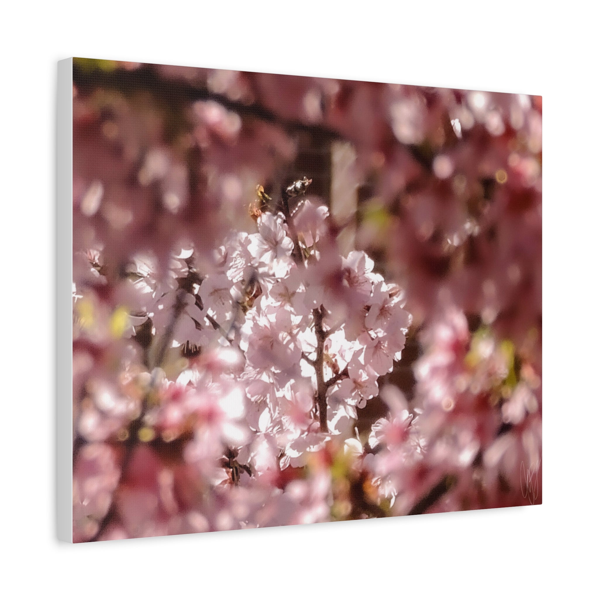 Blush Cherry Blossom Matte Canvas Print — Spring Floral Wall Art (Stretched 1.25")