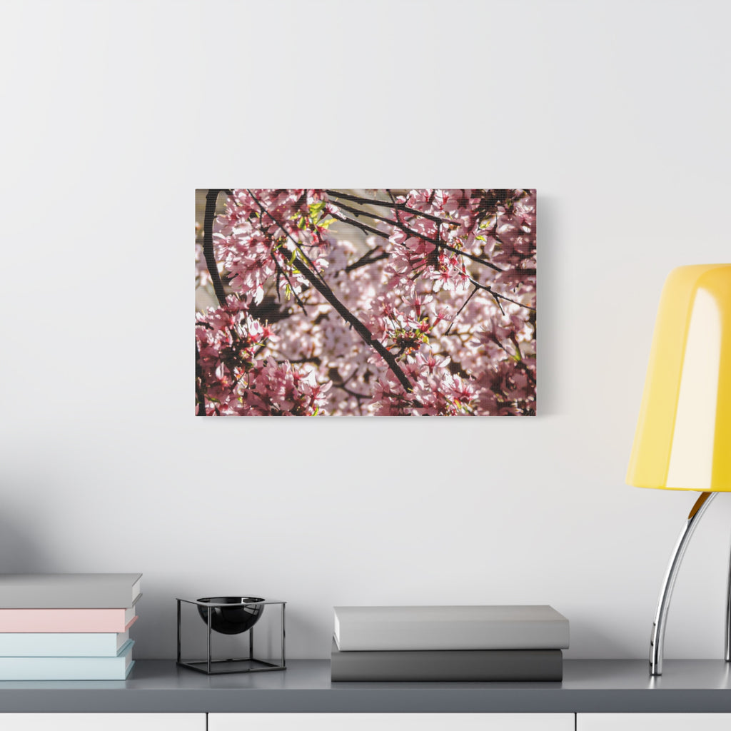 Blossom Cherry Tree Canvas Print – Matte Stretched Wall Art