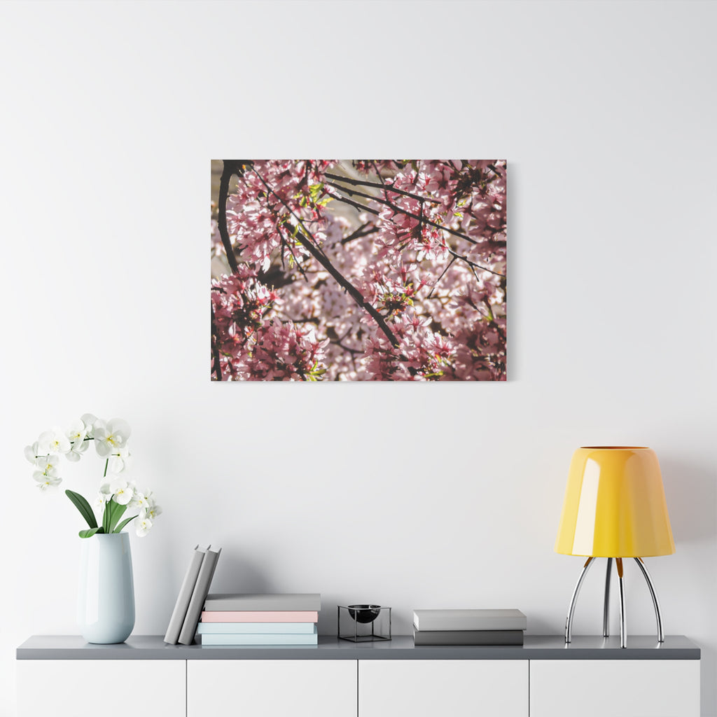 Blossom Cherry Tree Canvas Print – Matte Stretched Wall Art