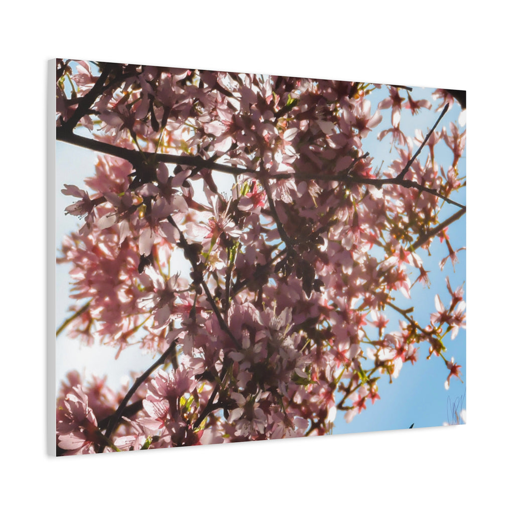 Blossoming Cherry Branches Matte Canvas Print — Spring Floral Wall Art, Stretched 1.25"