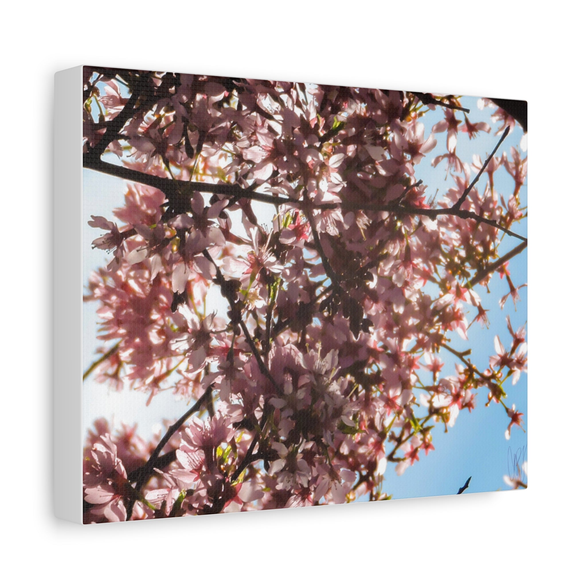 Blossoming Cherry Branches Matte Canvas Print — Spring Floral Wall Art, Stretched 1.25"