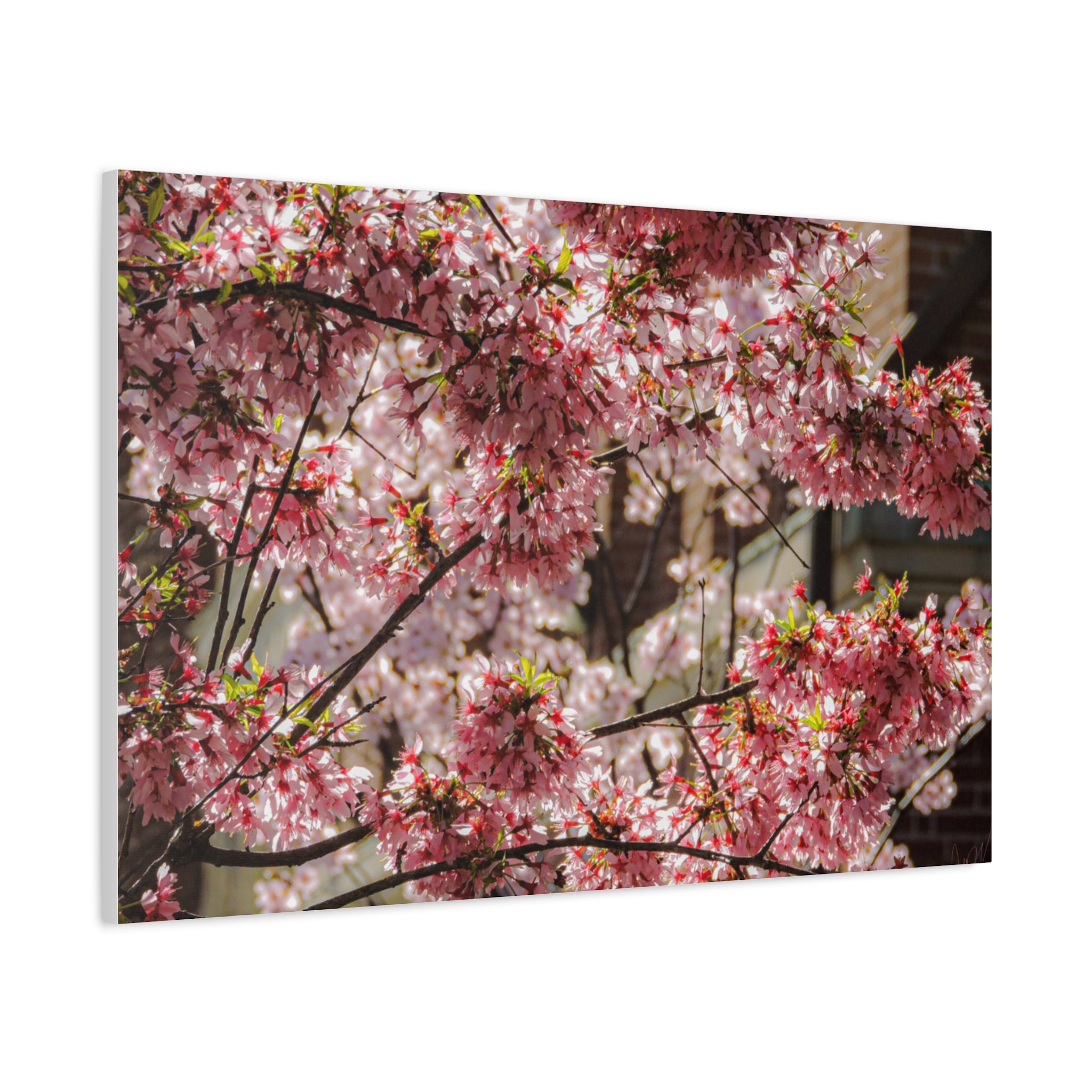 Pink Cherry Blossom Canvas Wall Art — Stretched Matte Floral Print