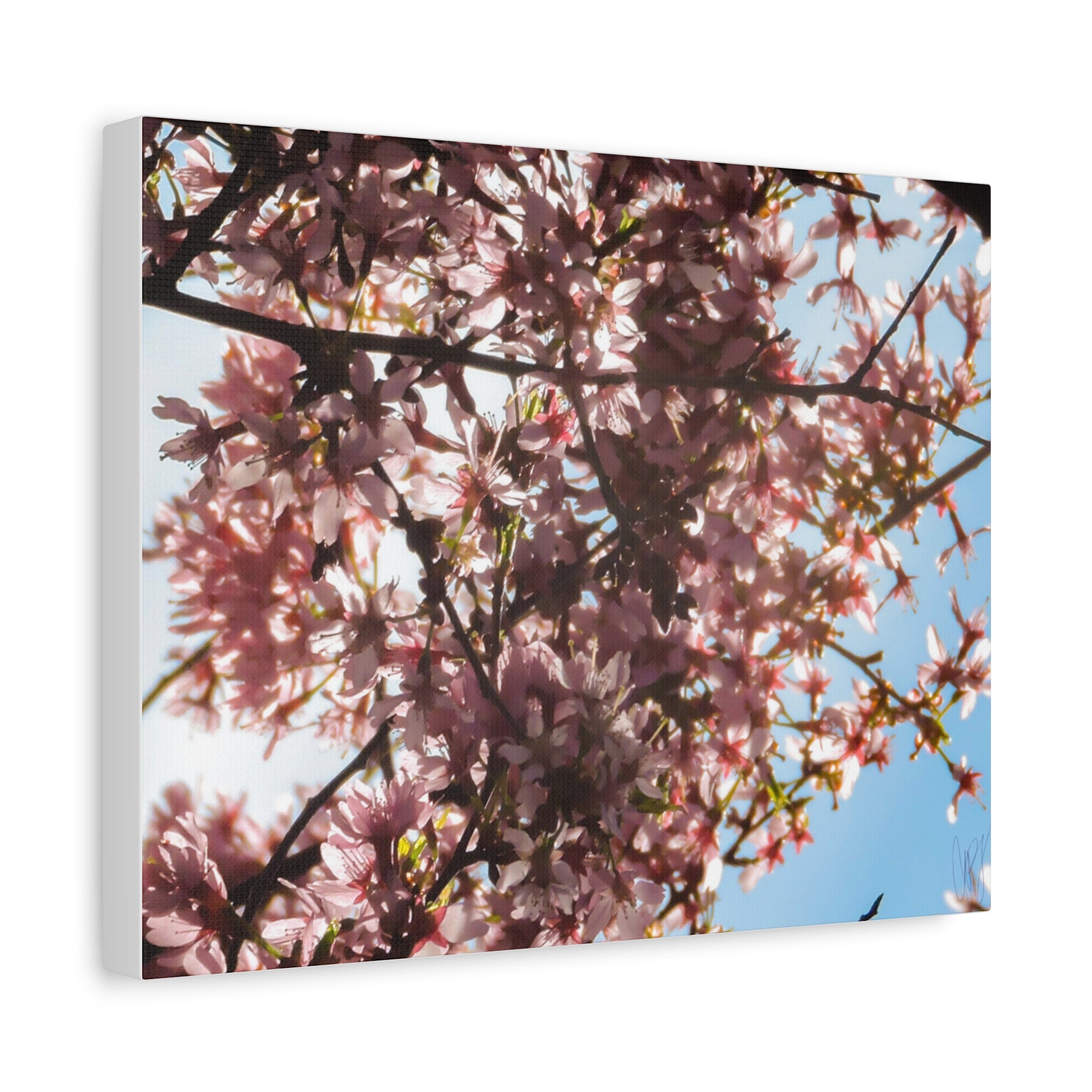 Blossoming Cherry Branches Matte Canvas Print — Spring Floral Wall Art, Stretched 1.25"