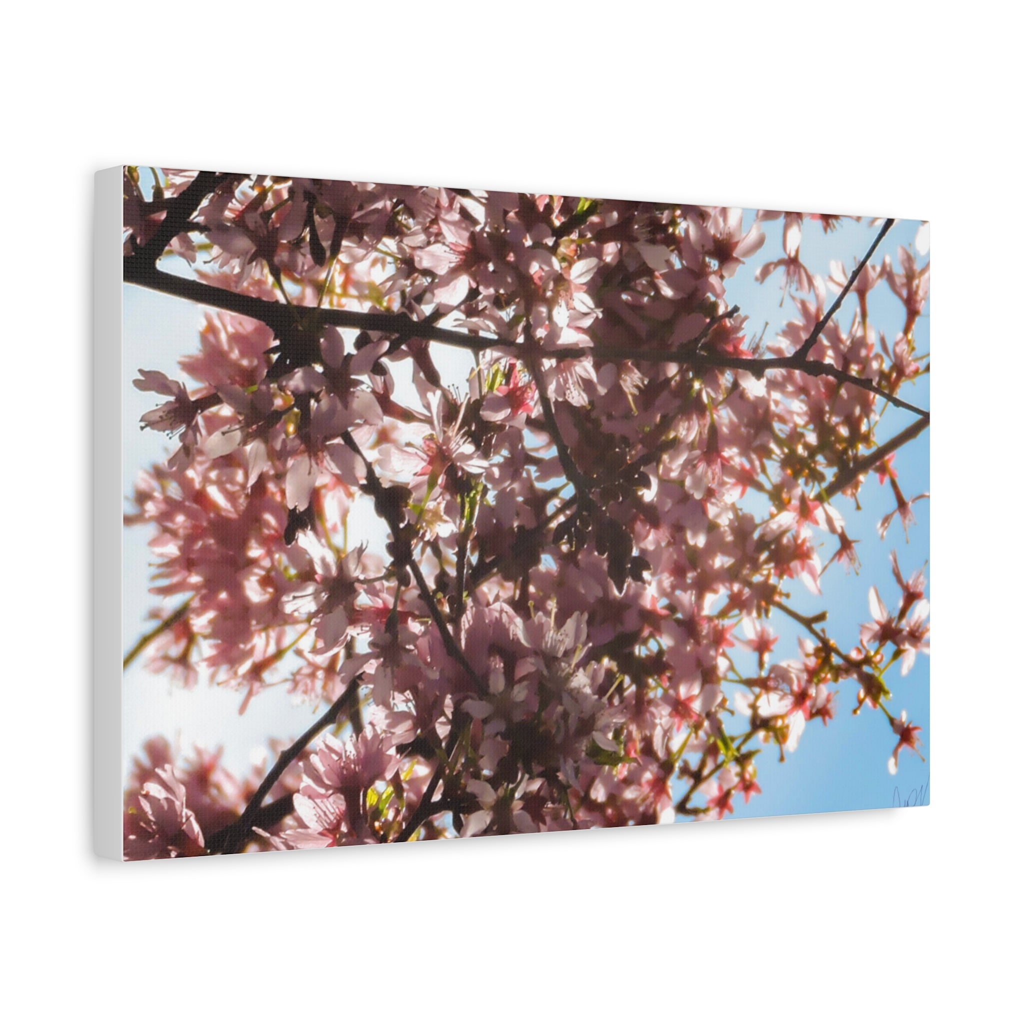 Blossoming Cherry Branches Matte Canvas Print — Spring Floral Wall Art, Stretched 1.25"