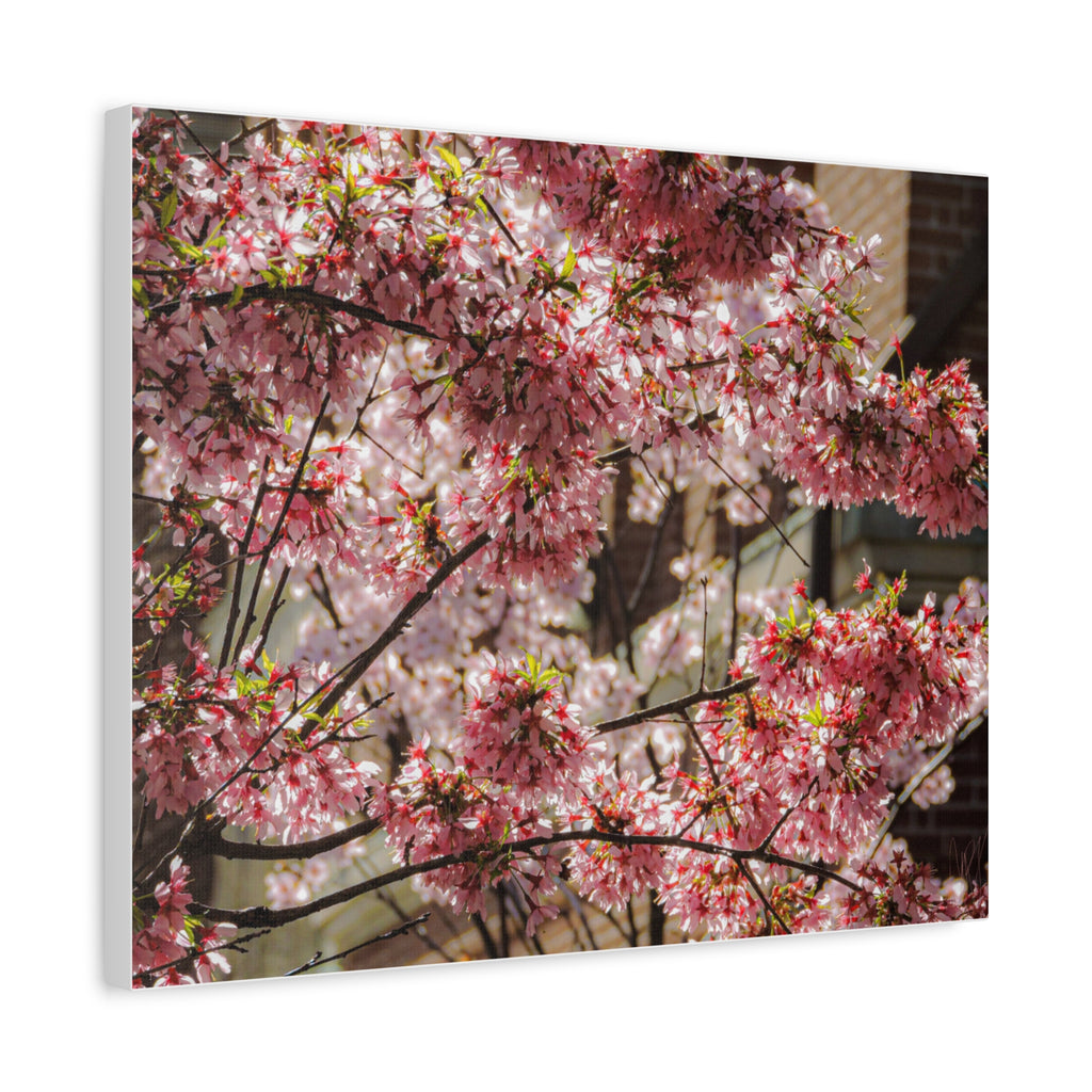 Pink Cherry Blossom Canvas Wall Art — Stretched Matte Floral Print