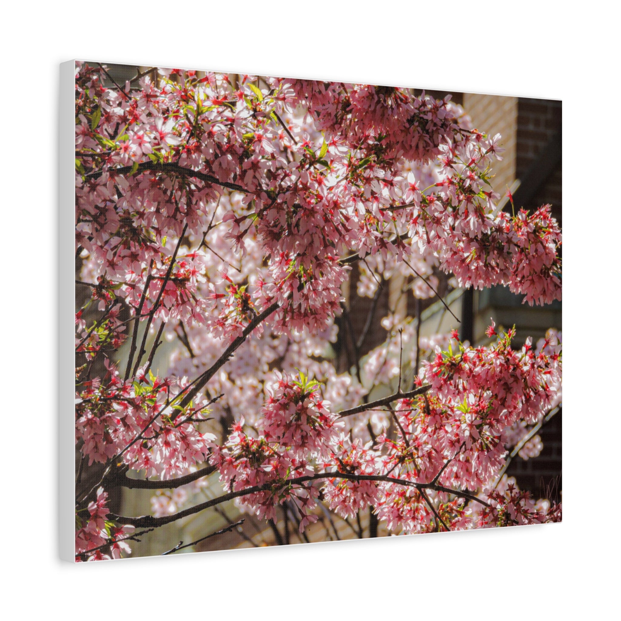 Pink Cherry Blossom Canvas Wall Art — Stretched Matte Floral Print
