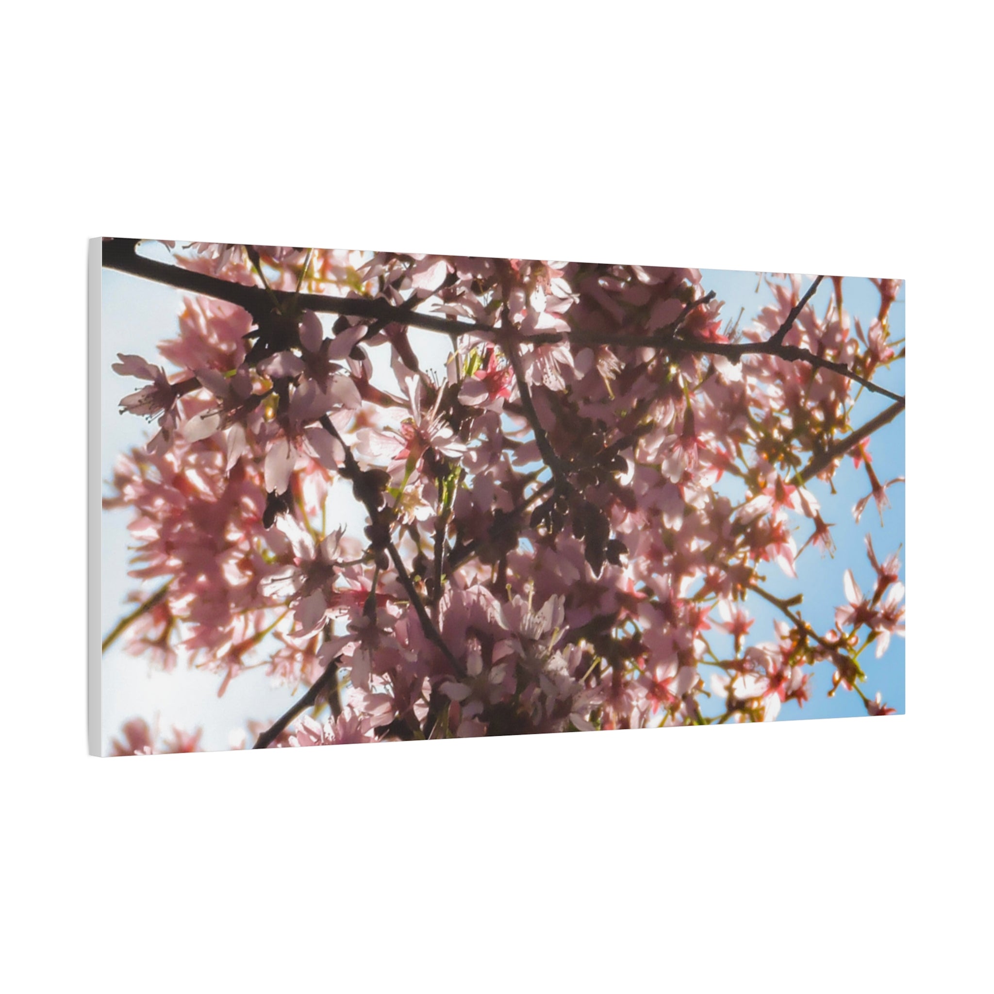 Blossoming Cherry Branches Matte Canvas Print — Spring Floral Wall Art, Stretched 1.25"