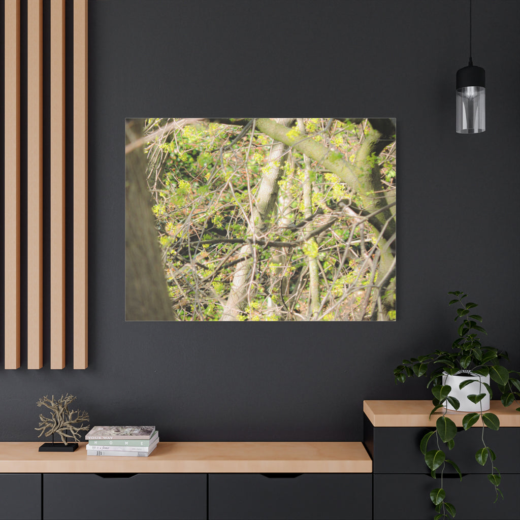 Spring Woodland Canvas Print — Green Tree Branches Matte Stretched Wall Art