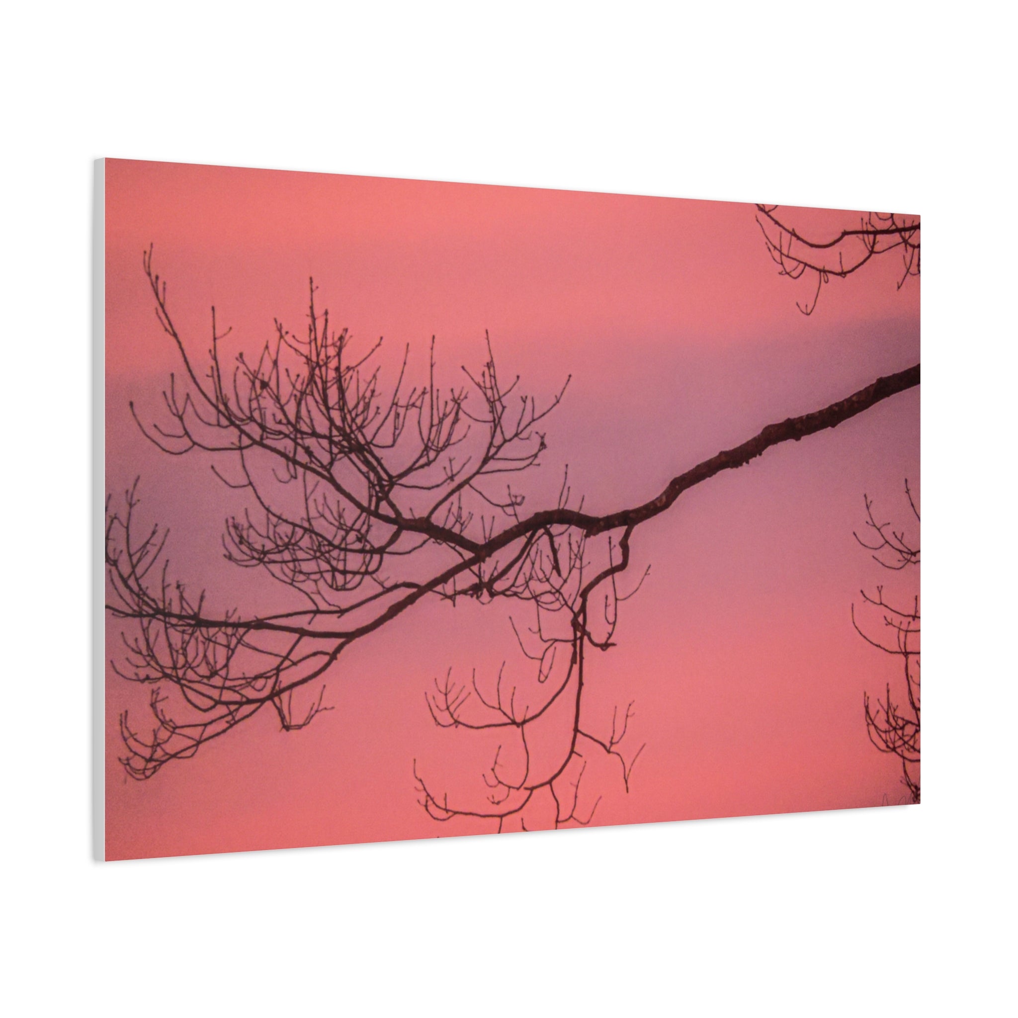 Pink Sunset Tree Canvas Print — Matte Stretched Wall Art
