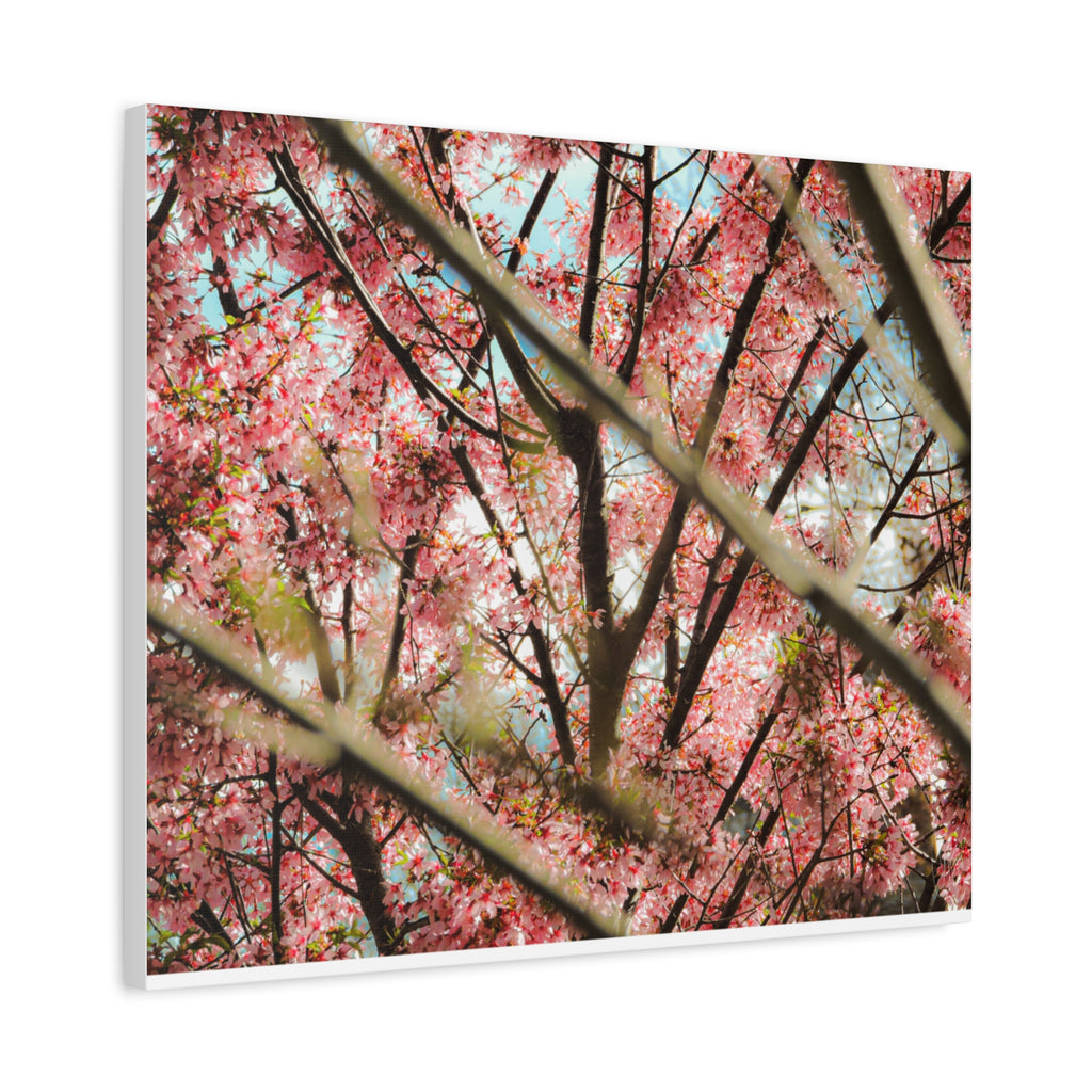 Cherry Blossom Photo Canvas Print | Brookline Spring Wall Art | A‑G Originals