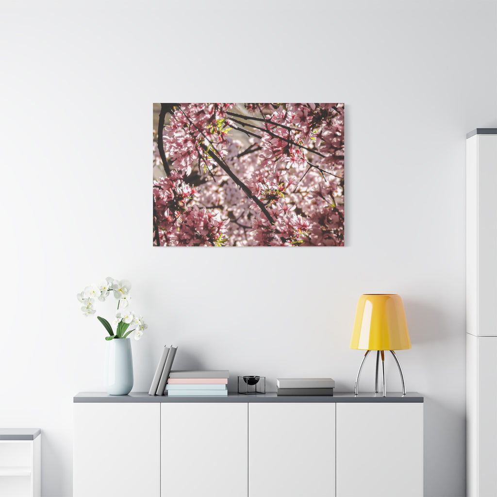 Blossom Cherry Tree Canvas Print – Matte Stretched Wall Art