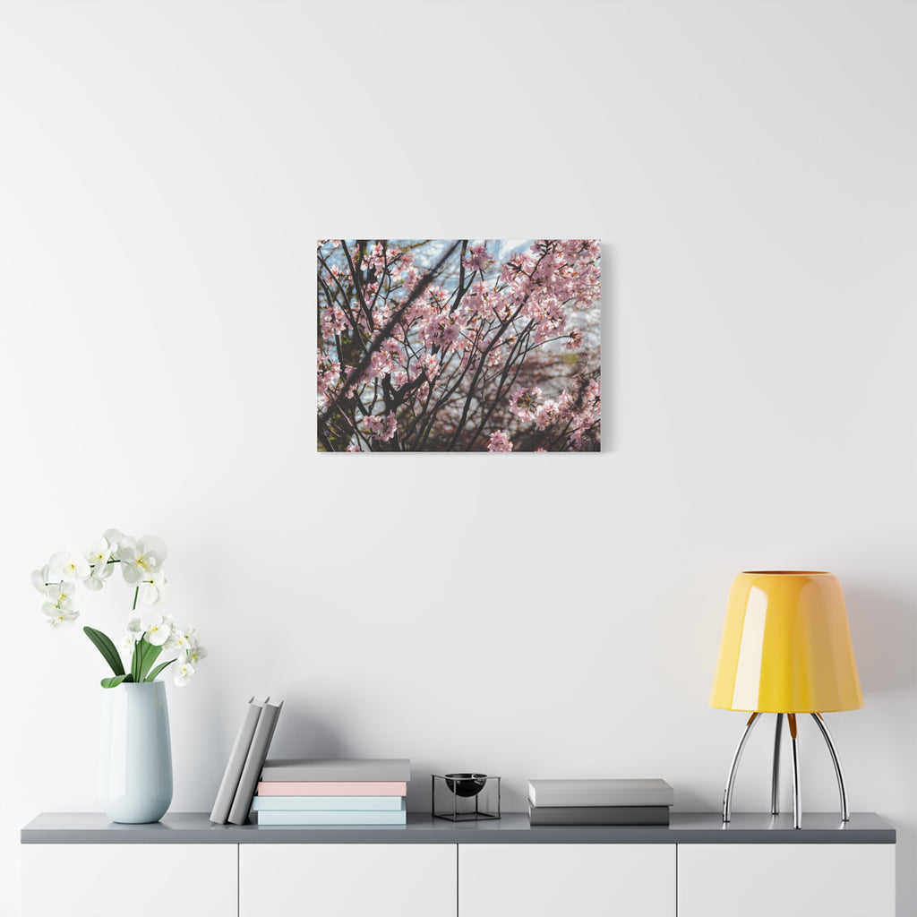 Cherry Blossom Canvas Print — Matte Stretched Wall Art