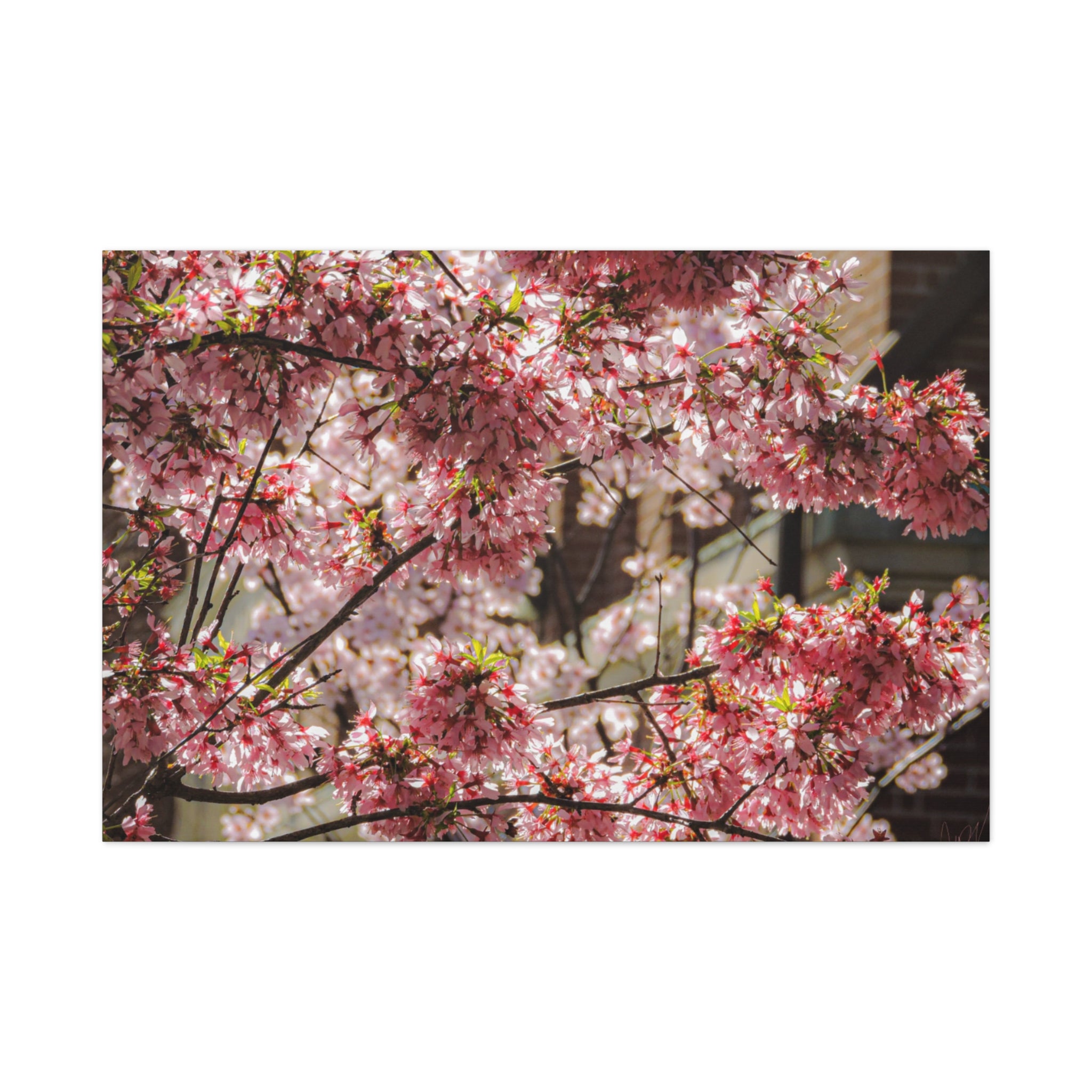 Pink Cherry Blossom Canvas Wall Art — Stretched Matte Floral Print