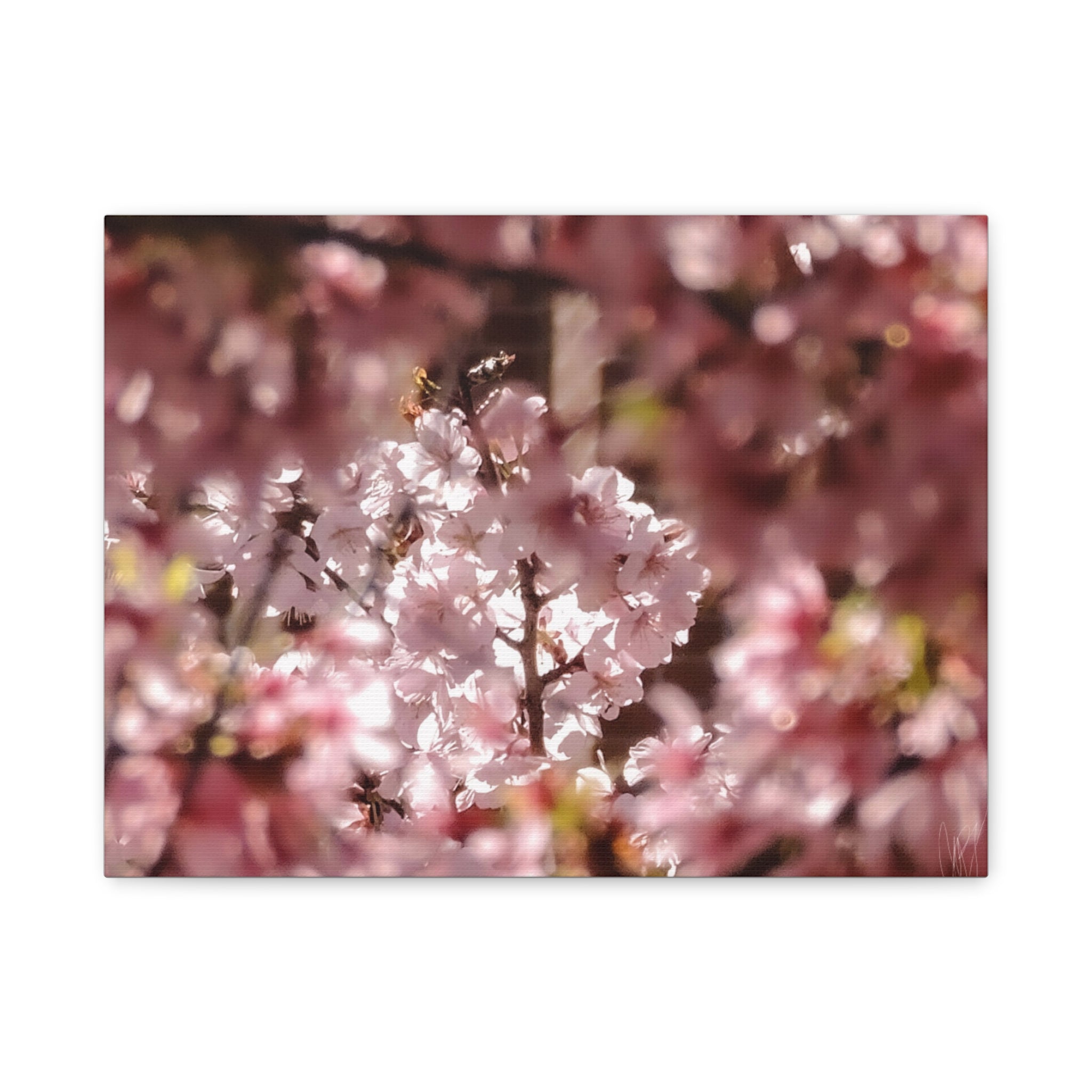 Blush Cherry Blossom Matte Canvas Print — Spring Floral Wall Art (Stretched 1.25")