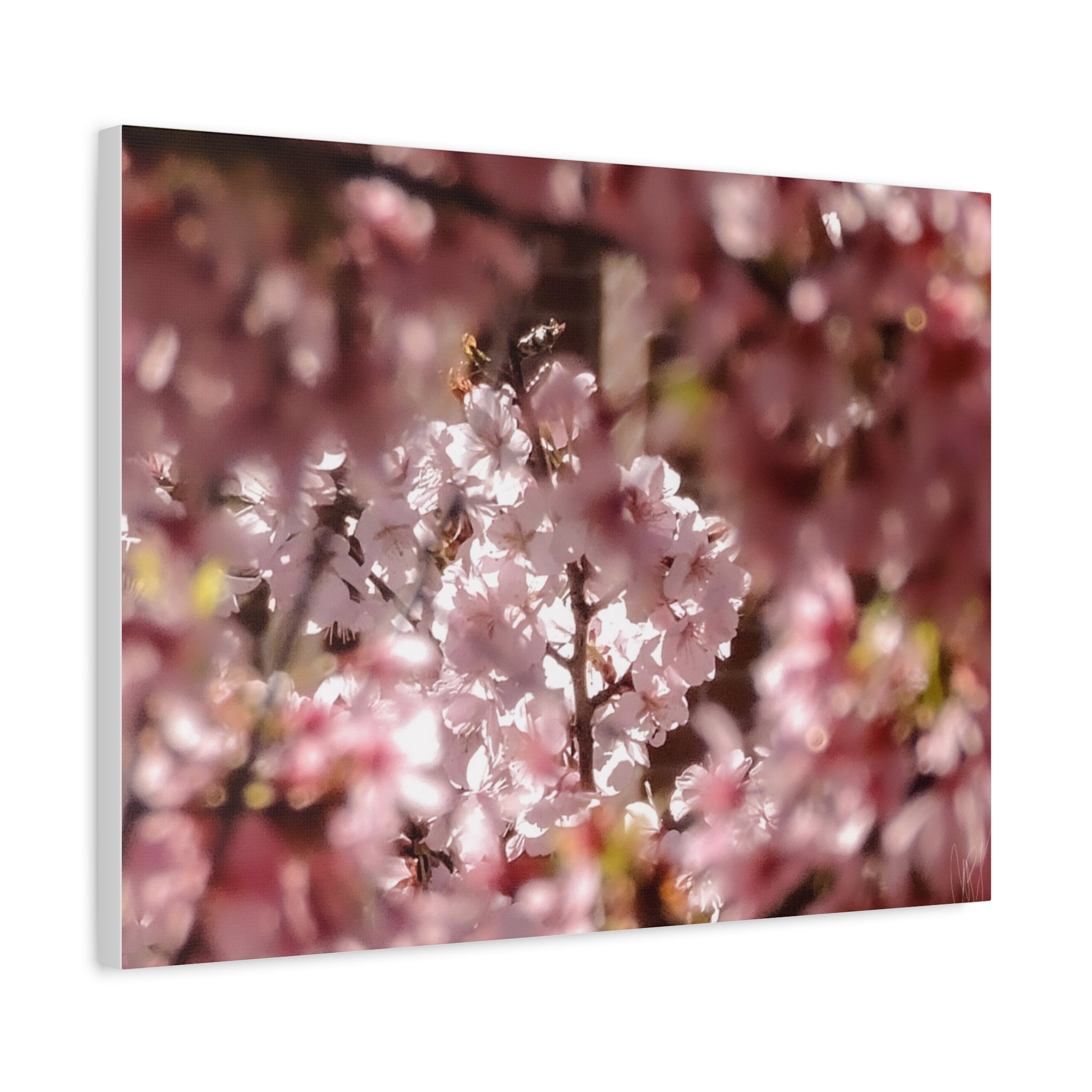 Blush Cherry Blossom Matte Canvas Print — Spring Floral Wall Art (Stretched 1.25")