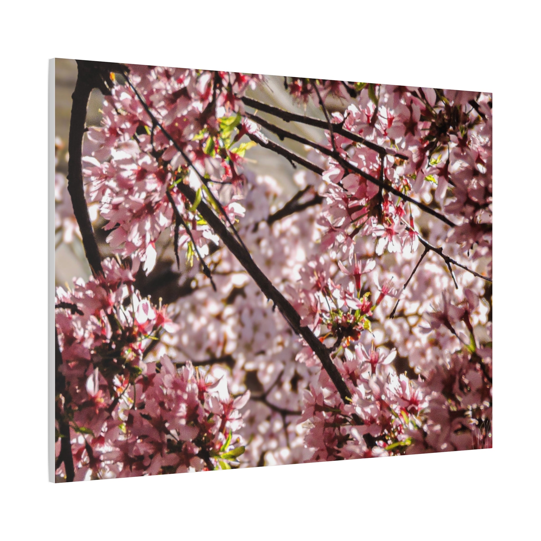 Blossom Cherry Tree Canvas Print – Matte Stretched Wall Art