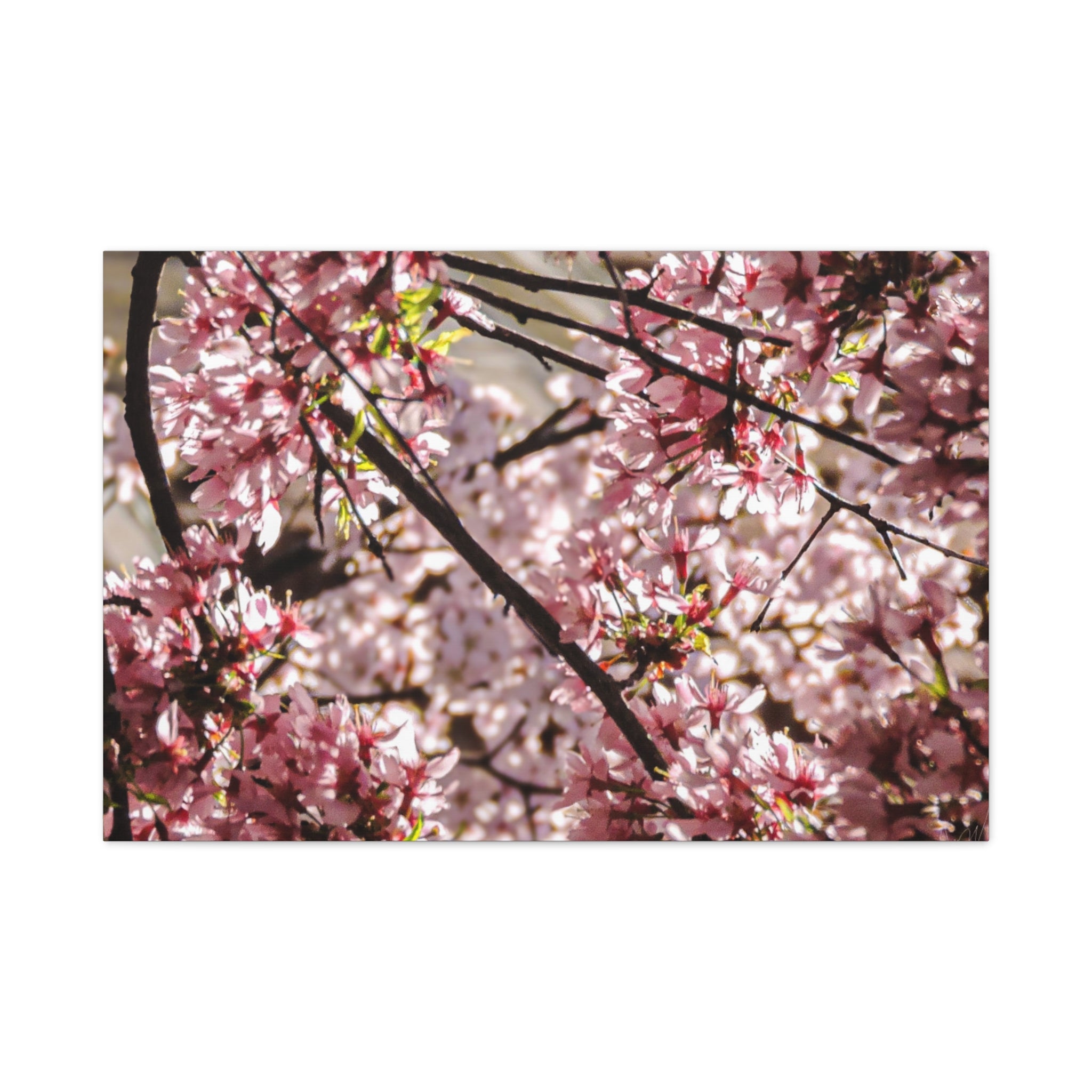 Blossom Cherry Tree Canvas Print – Matte Stretched Wall Art