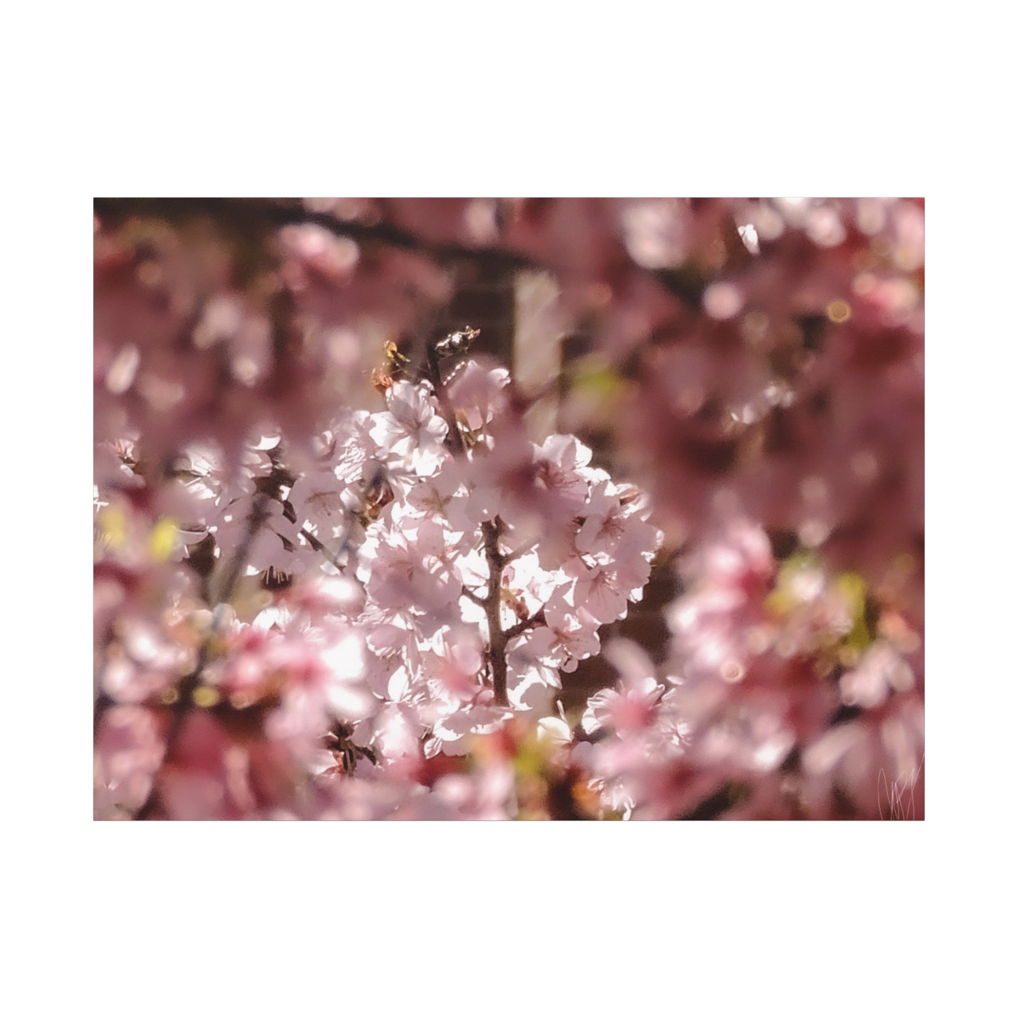 Blush Cherry Blossom Matte Canvas Print — Spring Floral Wall Art (Stretched 1.25")