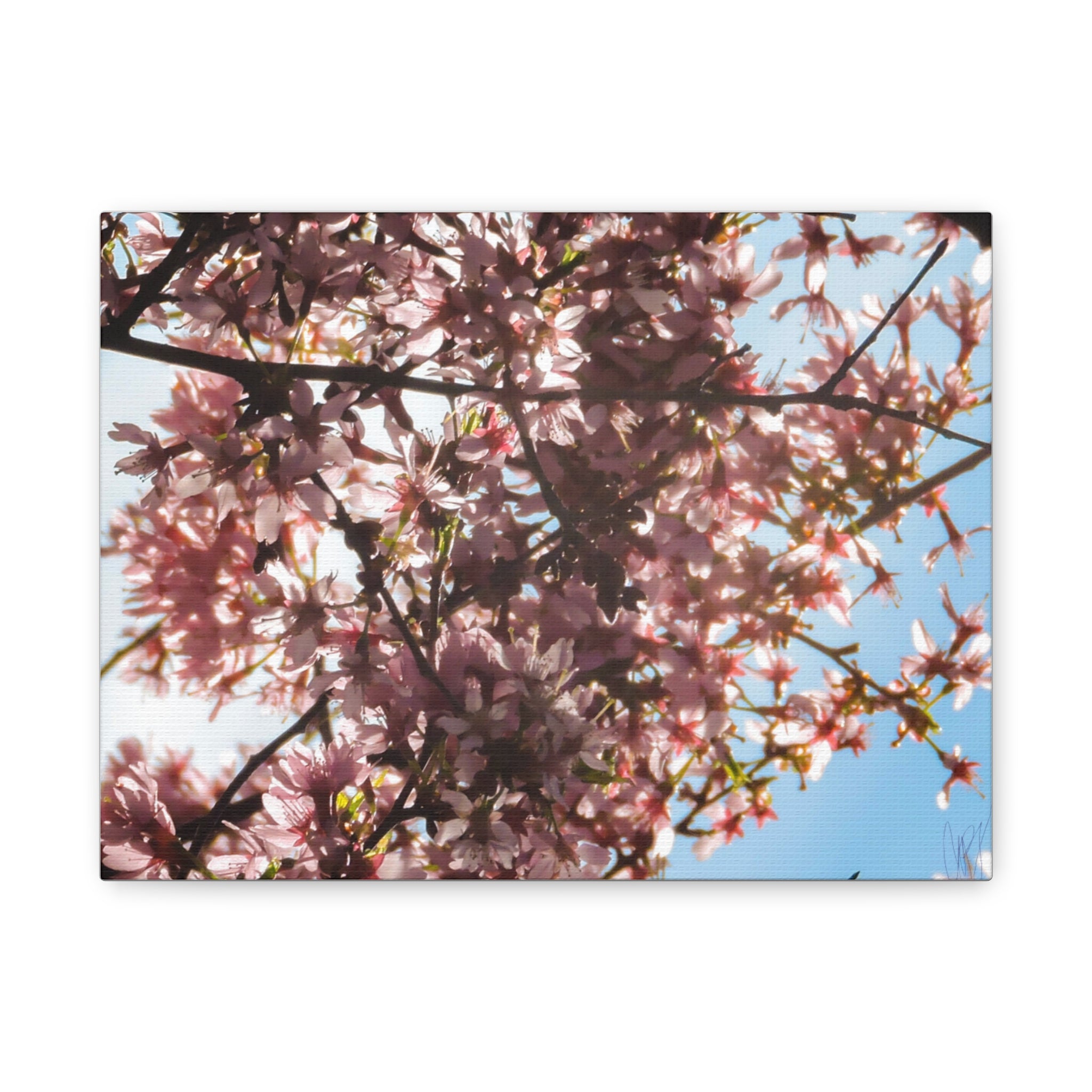Blossoming Cherry Branches Matte Canvas Print — Spring Floral Wall Art, Stretched 1.25"