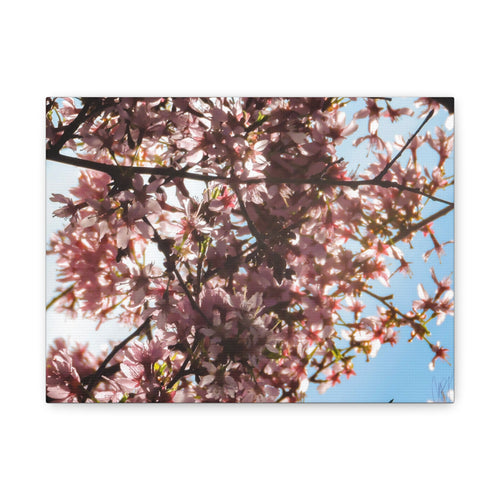 Blossoming Cherry Branches Matte Canvas Print — Spring Floral Wall Art, Stretched 1.25"