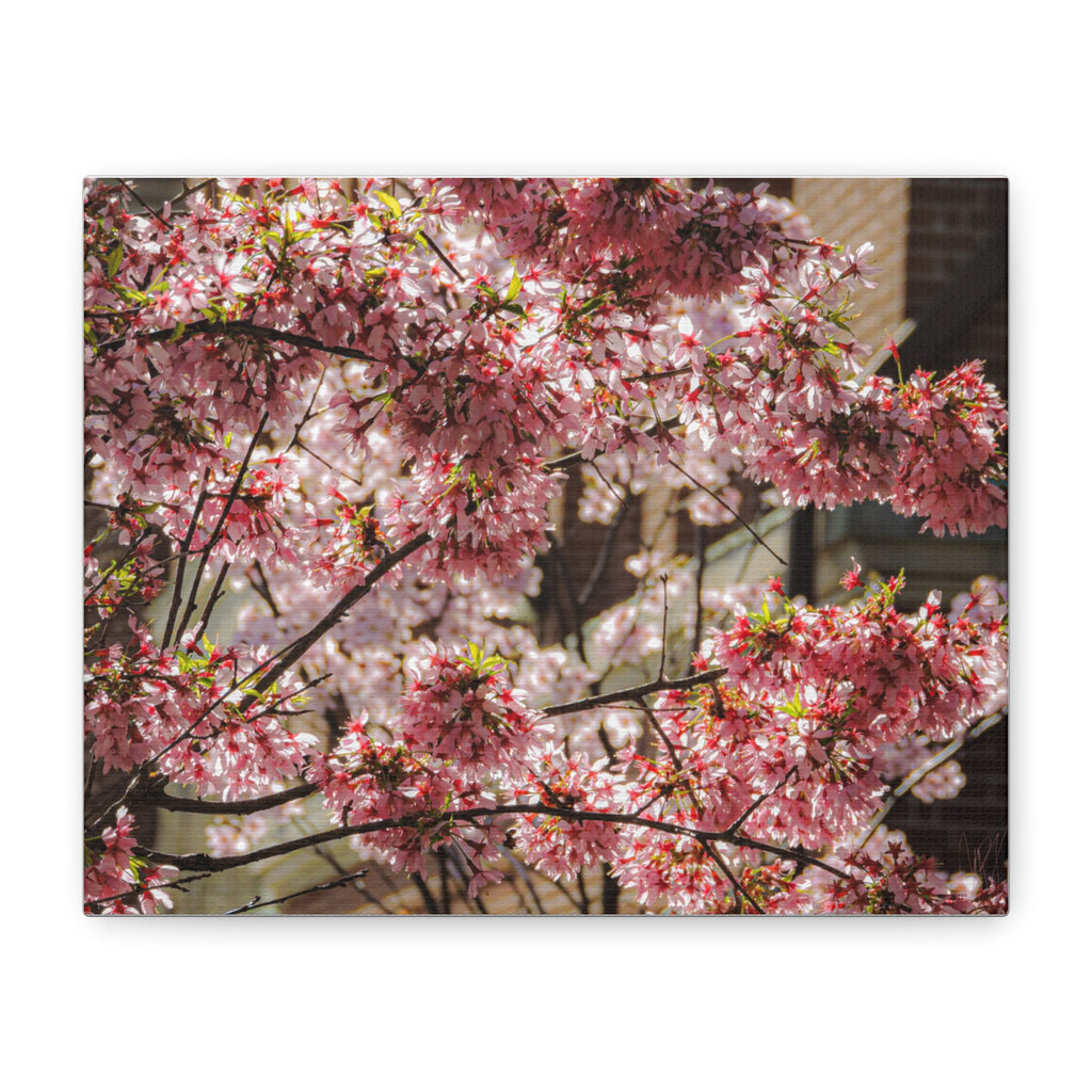 Pink Cherry Blossom Canvas Wall Art — Stretched Matte Floral Print