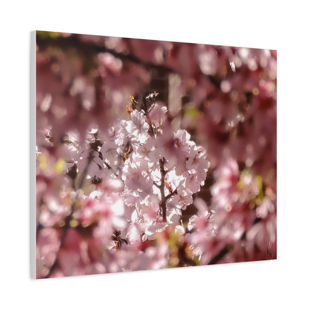 Blush Cherry Blossom Matte Canvas Print — Spring Floral Wall Art (Stretched 1.25")