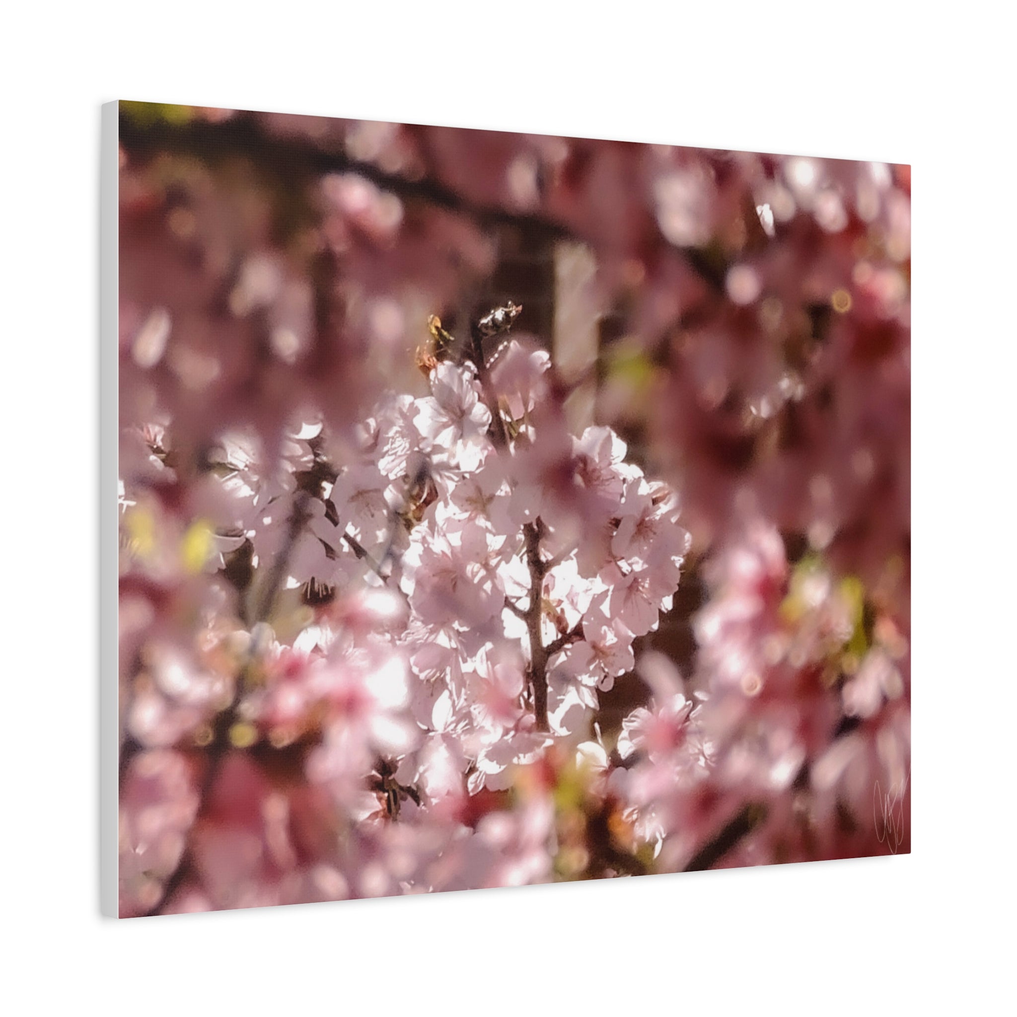 Blush Cherry Blossom Matte Canvas Print — Spring Floral Wall Art (Stretched 1.25")