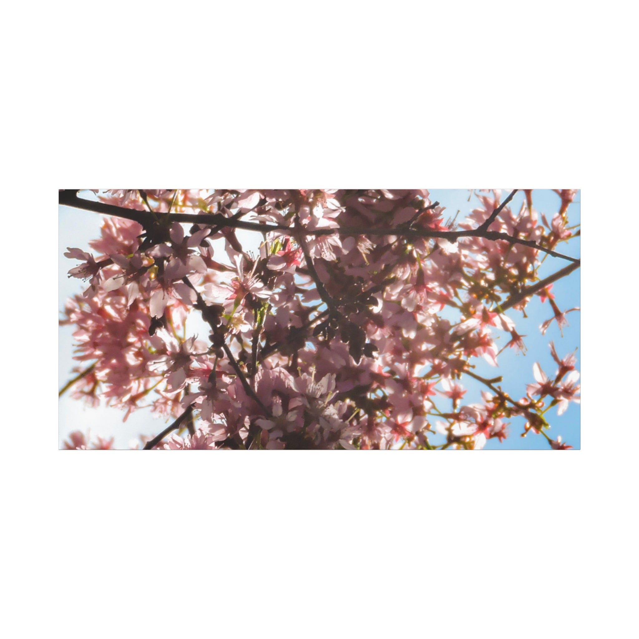 Blossoming Cherry Branches Matte Canvas Print — Spring Floral Wall Art, Stretched 1.25"