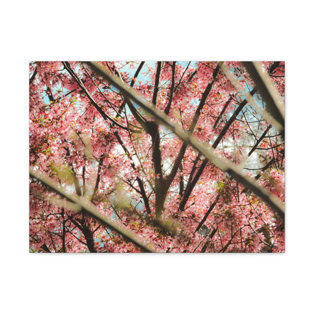 Cherry Blossom Photo Canvas Print | Brookline Spring Wall Art | A‑G Originals