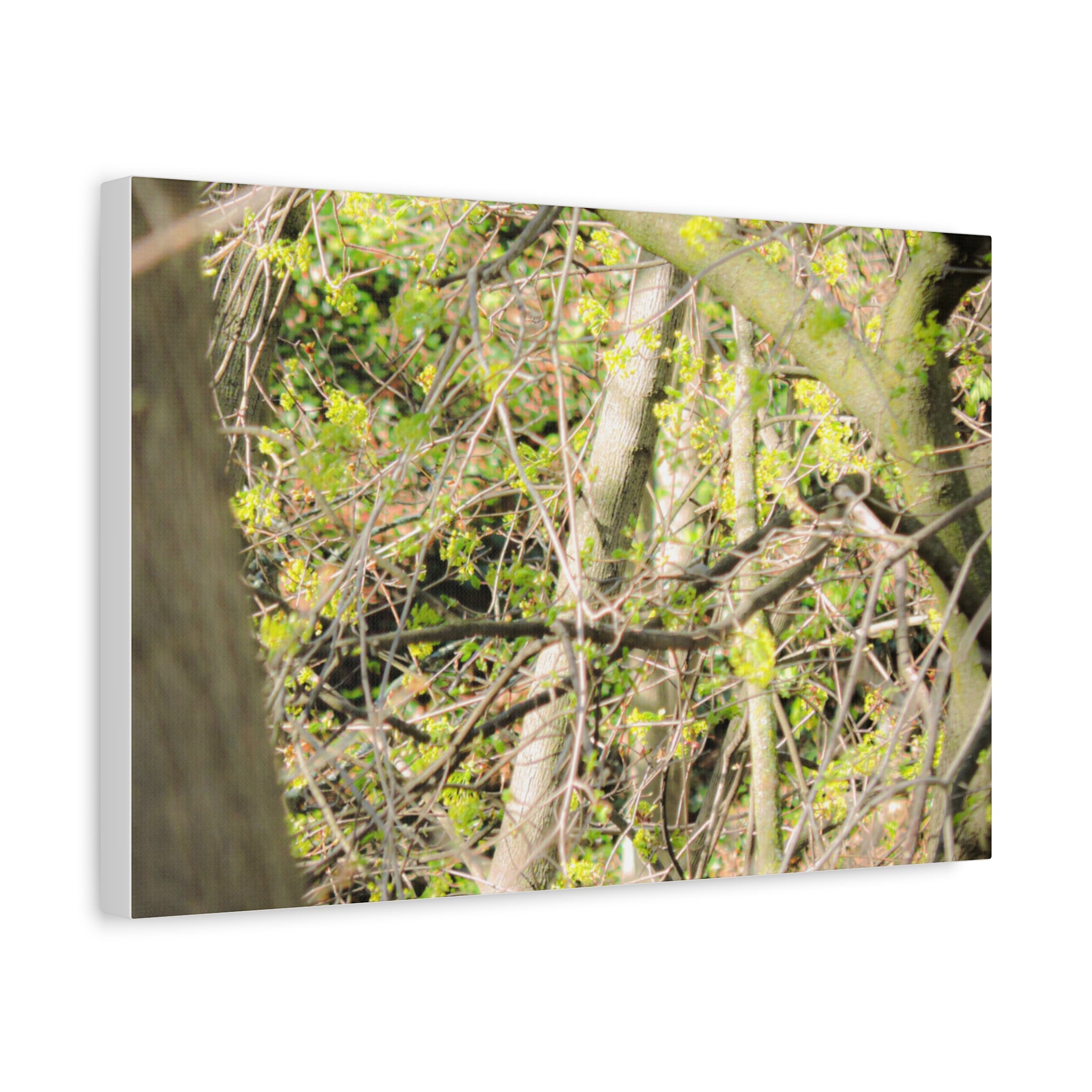 Spring Woodland Canvas Print — Green Tree Branches Matte Stretched Wall Art