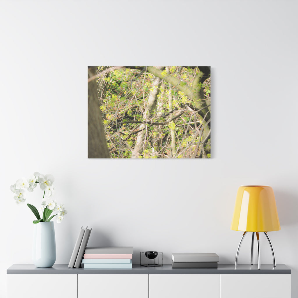 Spring Woodland Canvas Print — Green Tree Branches Matte Stretched Wall Art