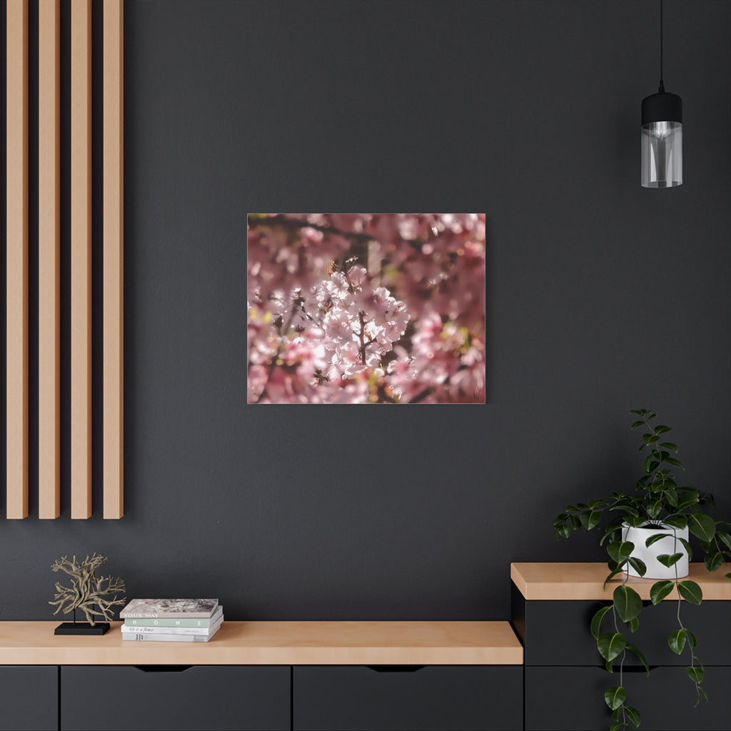 Blush Cherry Blossom Matte Canvas Print — Spring Floral Wall Art (Stretched 1.25")