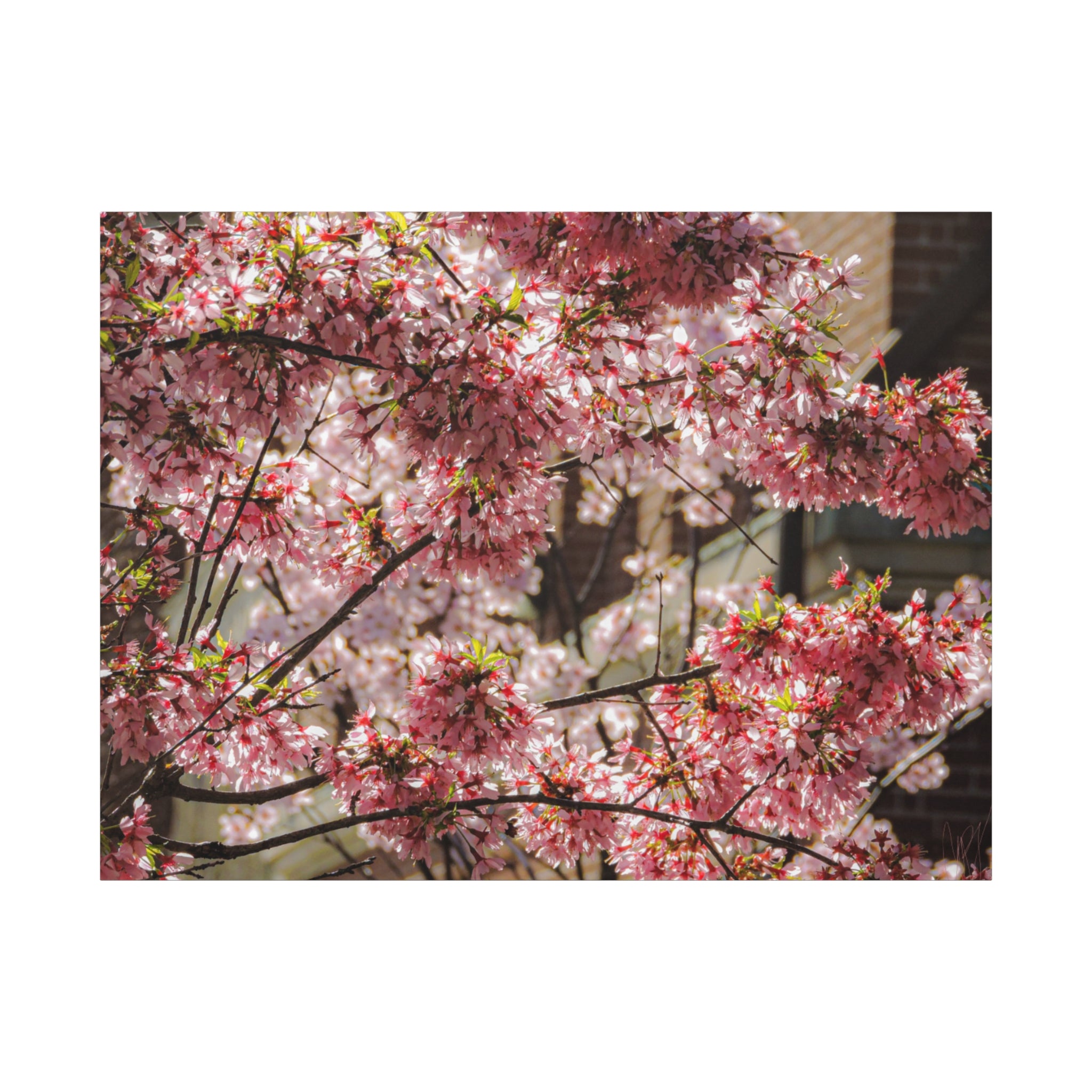 Pink Cherry Blossom Canvas Wall Art — Stretched Matte Floral Print