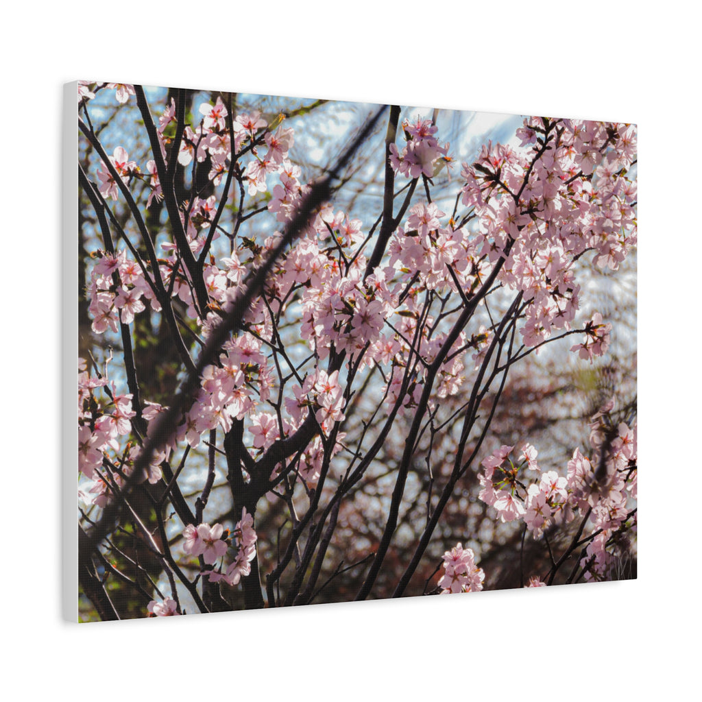 Cherry Blossom Canvas Print — Matte Stretched Wall Art