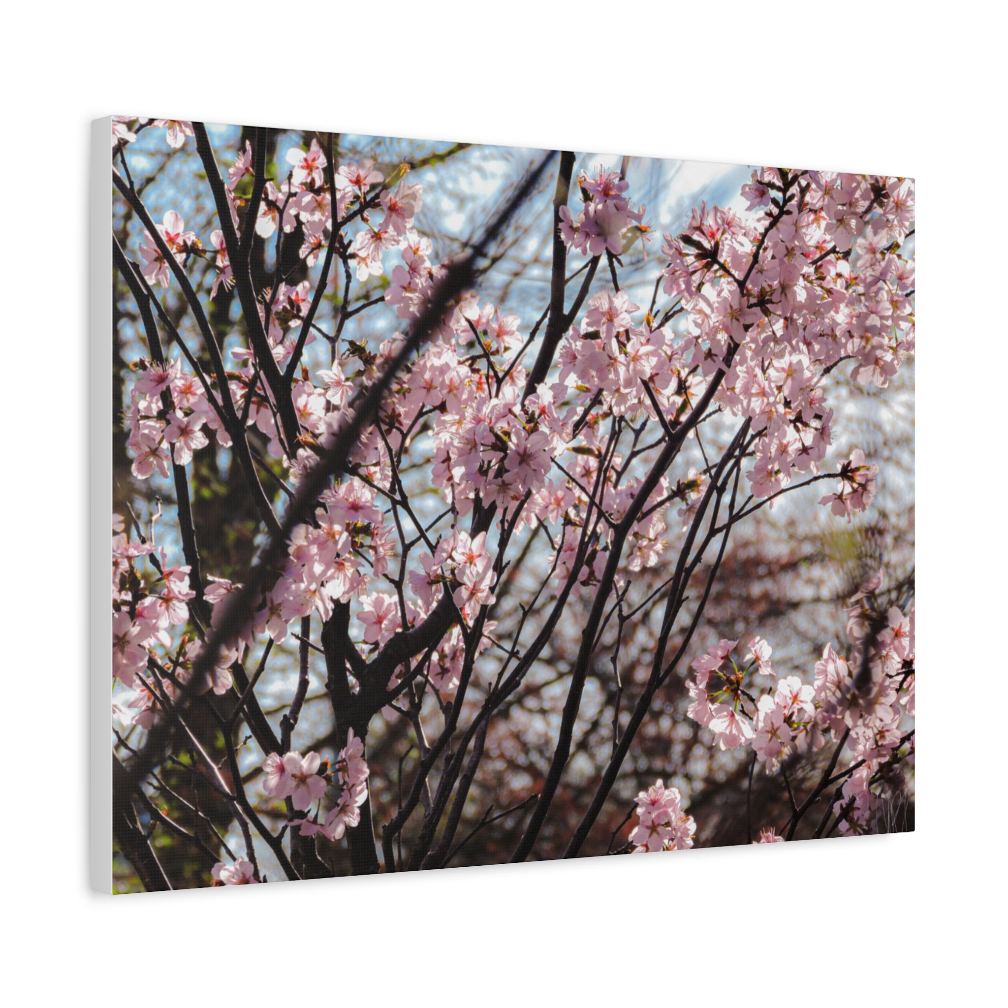 Cherry Blossom Canvas Print — Matte Stretched Wall Art