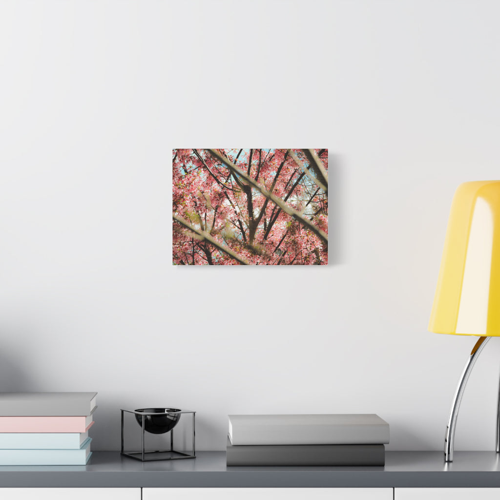 Cherry Blossom Photo Canvas Print — Stretched Matte Wall Art
