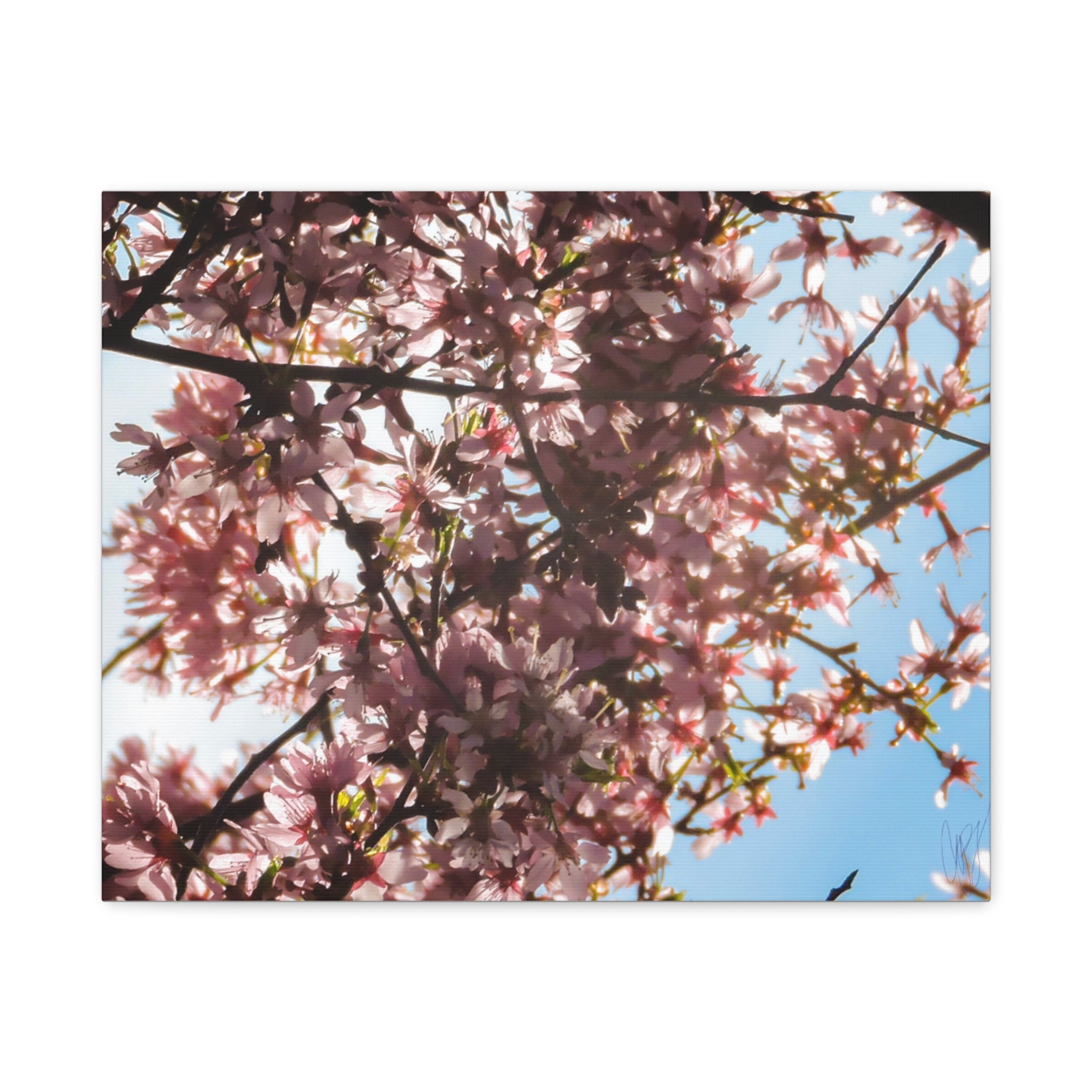 Blossoming Cherry Branches Matte Canvas Print — Spring Floral Wall Art, Stretched 1.25"