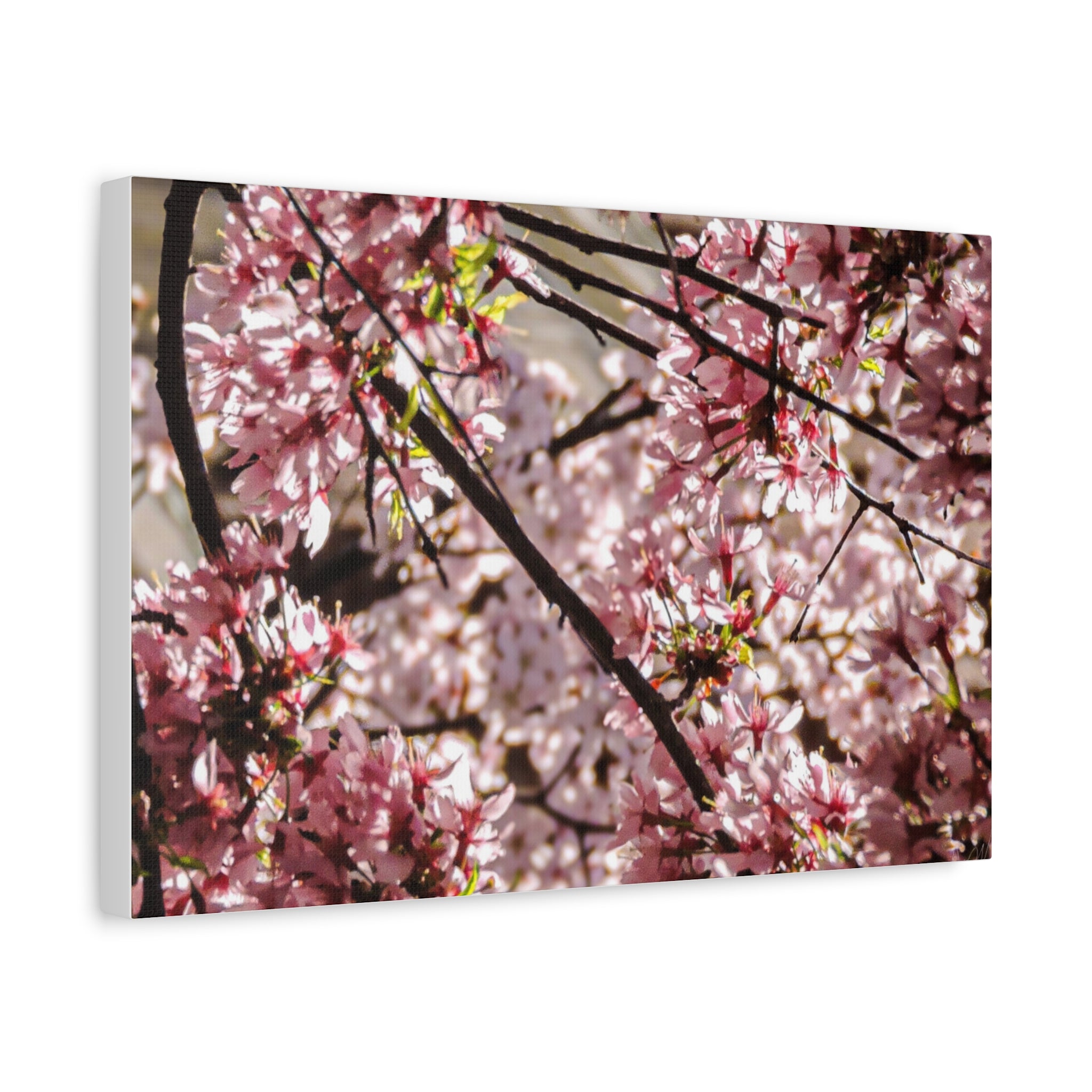 Blossom Cherry Tree Canvas Print – Matte Stretched Wall Art