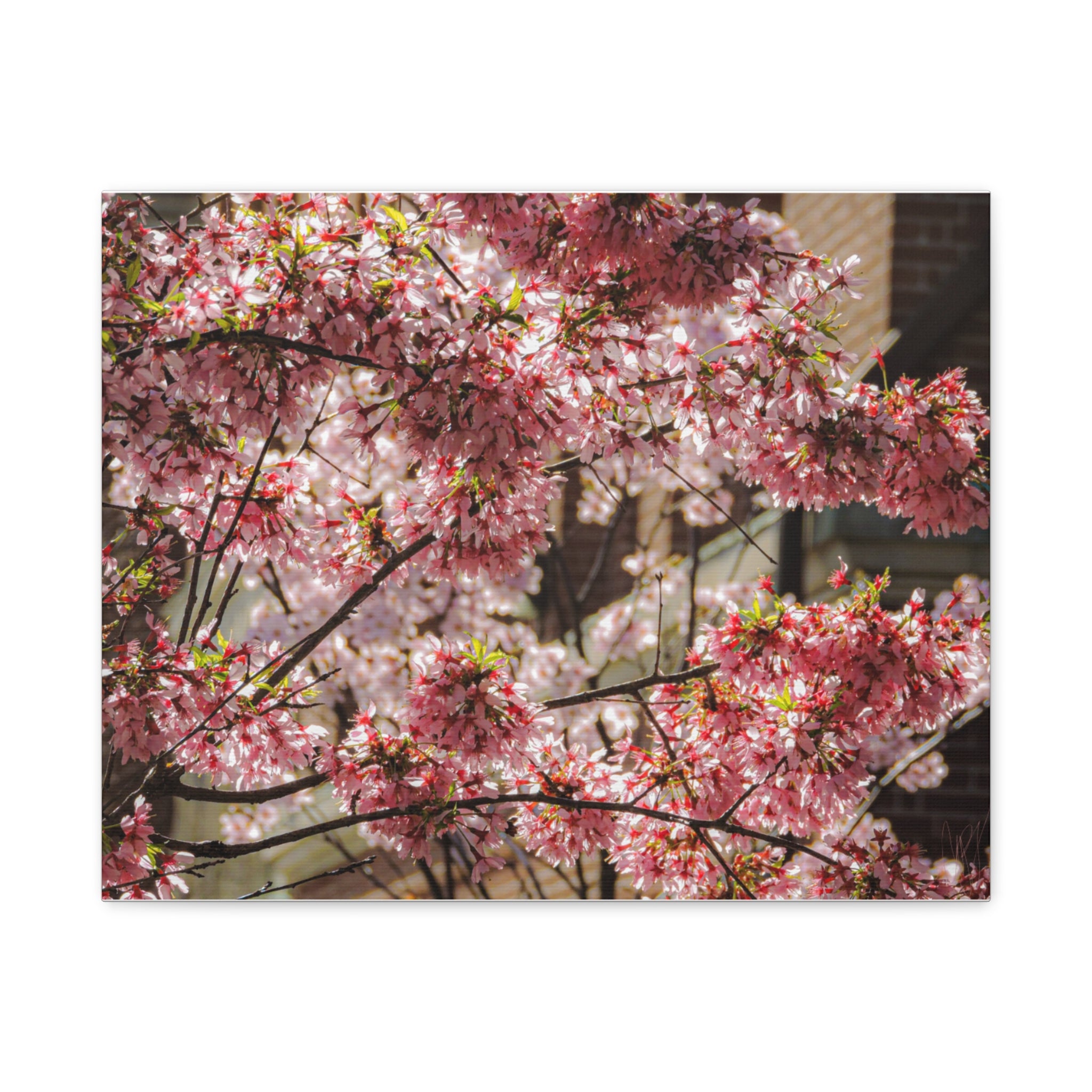 Pink Cherry Blossom Canvas Wall Art — Stretched Matte Floral Print