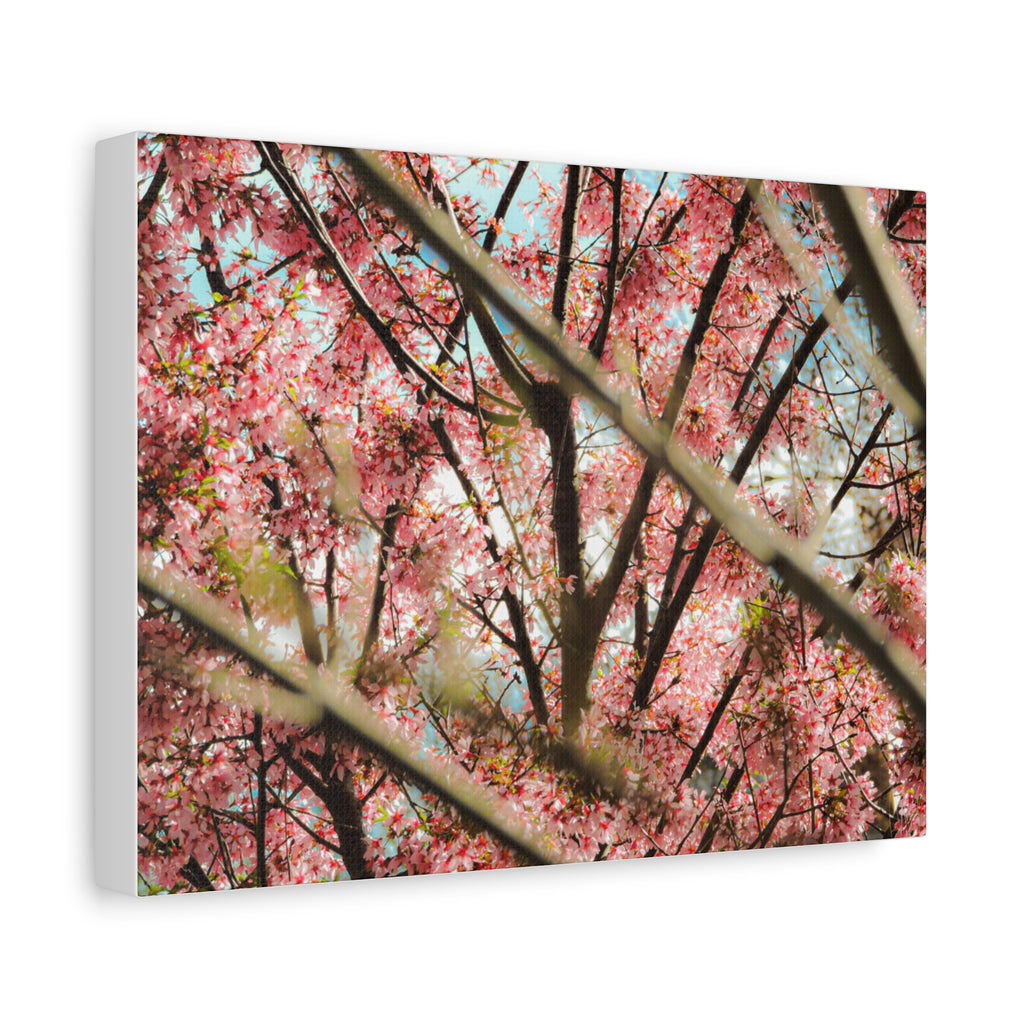 Cherry Blossom Photo Canvas Print | Brookline Spring Wall Art | A‑G Originals