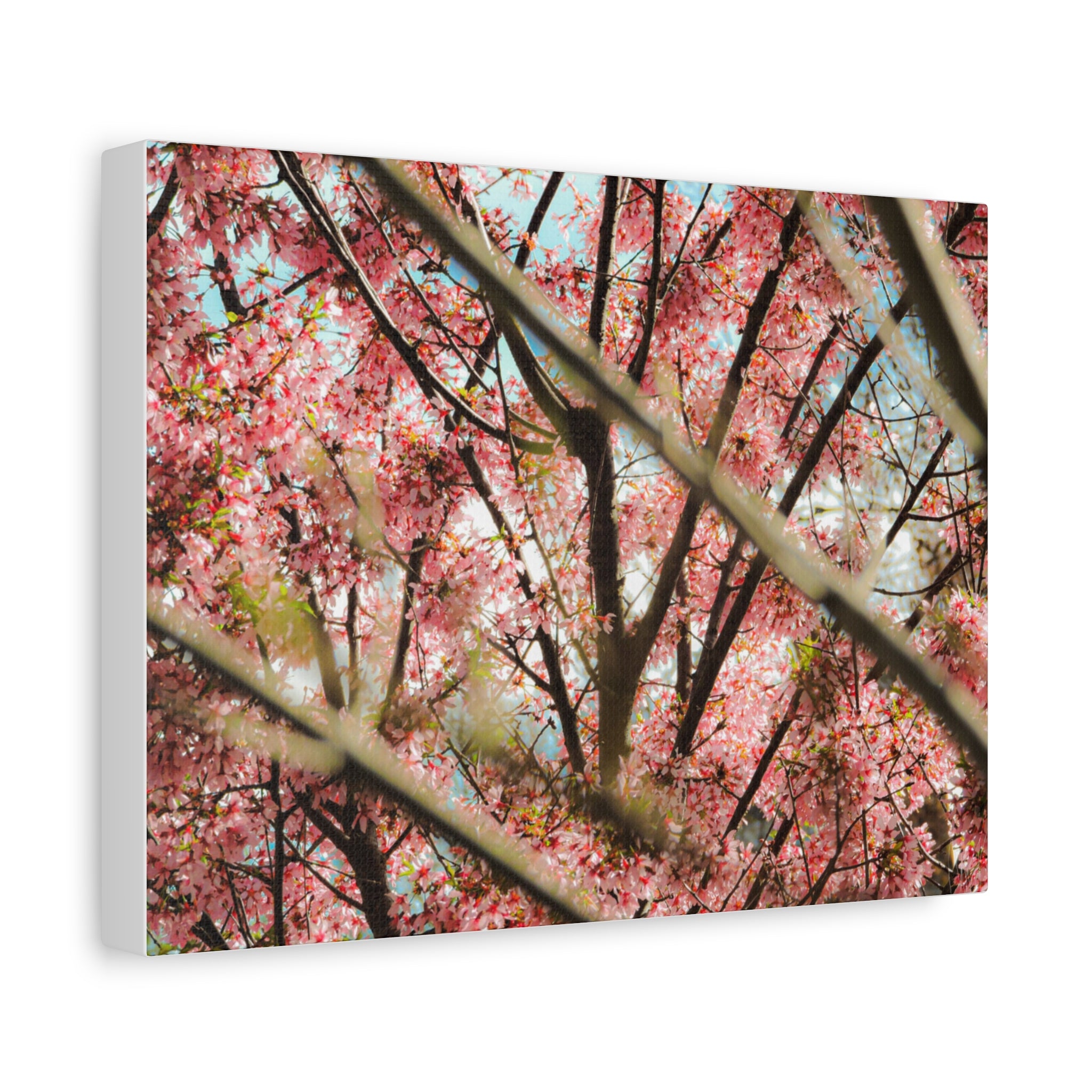 Cherry Blossom Photo Canvas Print | Brookline Spring Wall Art | A‑G Originals