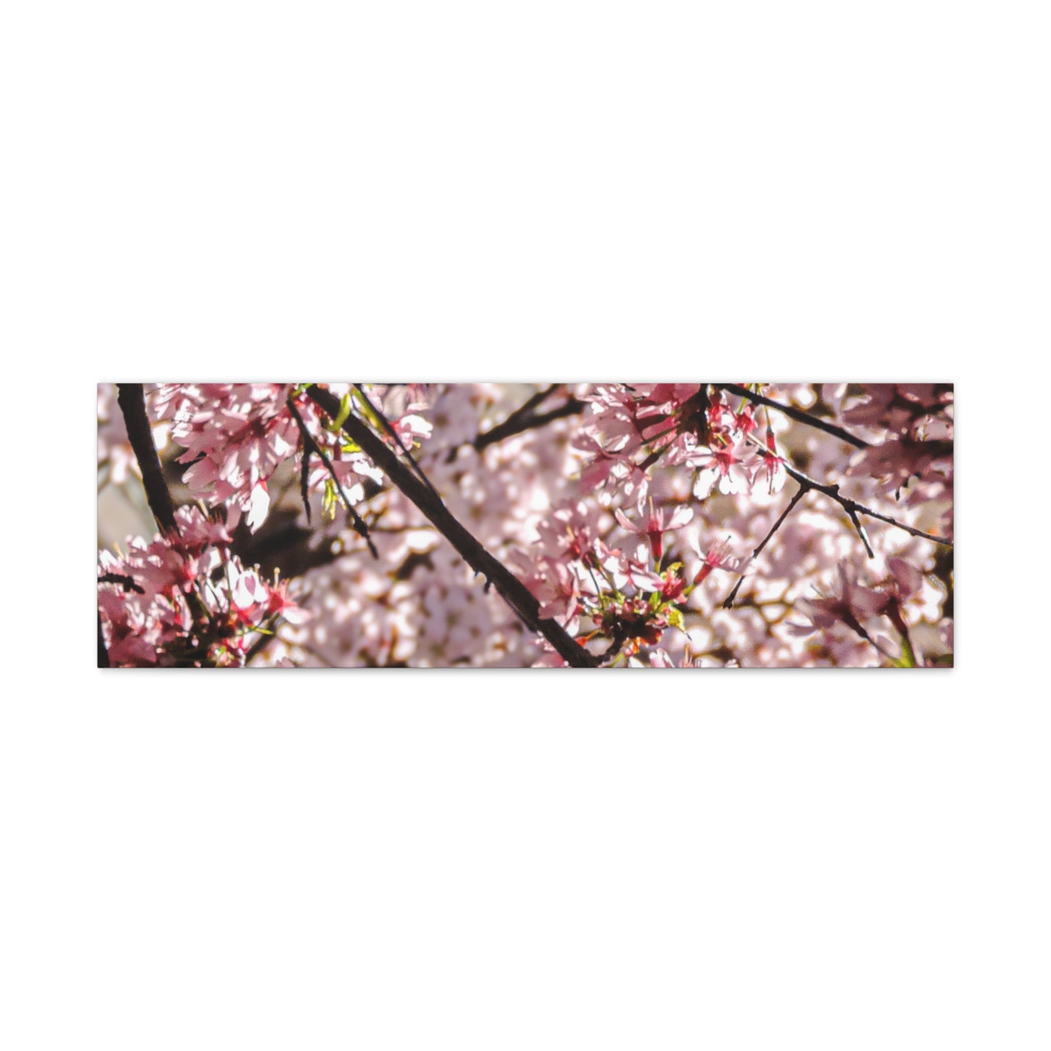 Blossom Cherry Tree Canvas Print – Matte Stretched Wall Art