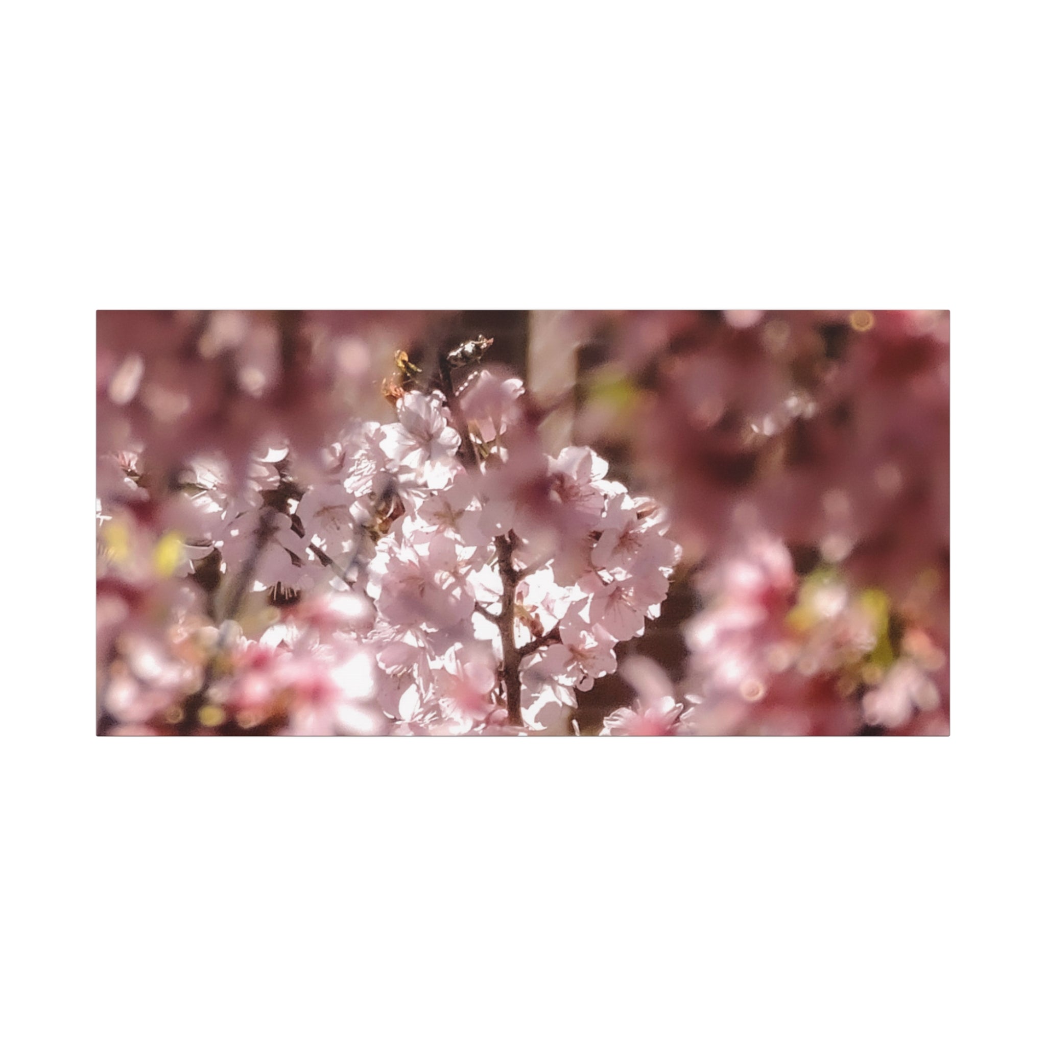 Blush Cherry Blossom Matte Canvas Print — Spring Floral Wall Art (Stretched 1.25")