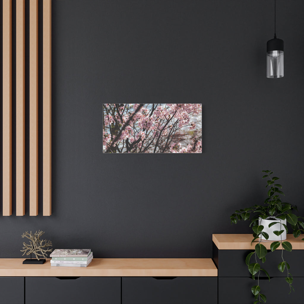 Cherry Blossom Canvas Print — Matte Stretched Wall Art