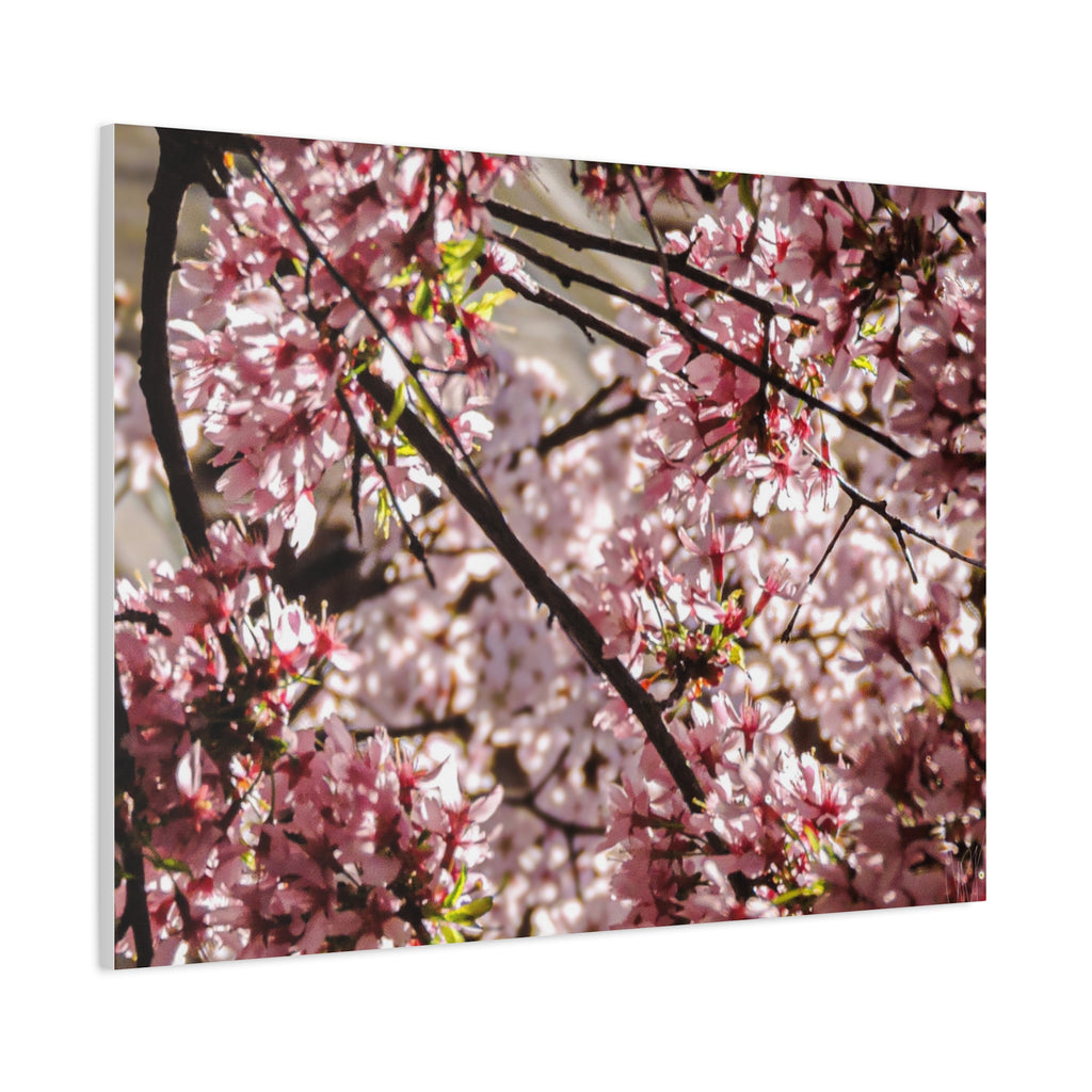 Blossom Cherry Tree Canvas Print – Matte Stretched Wall Art