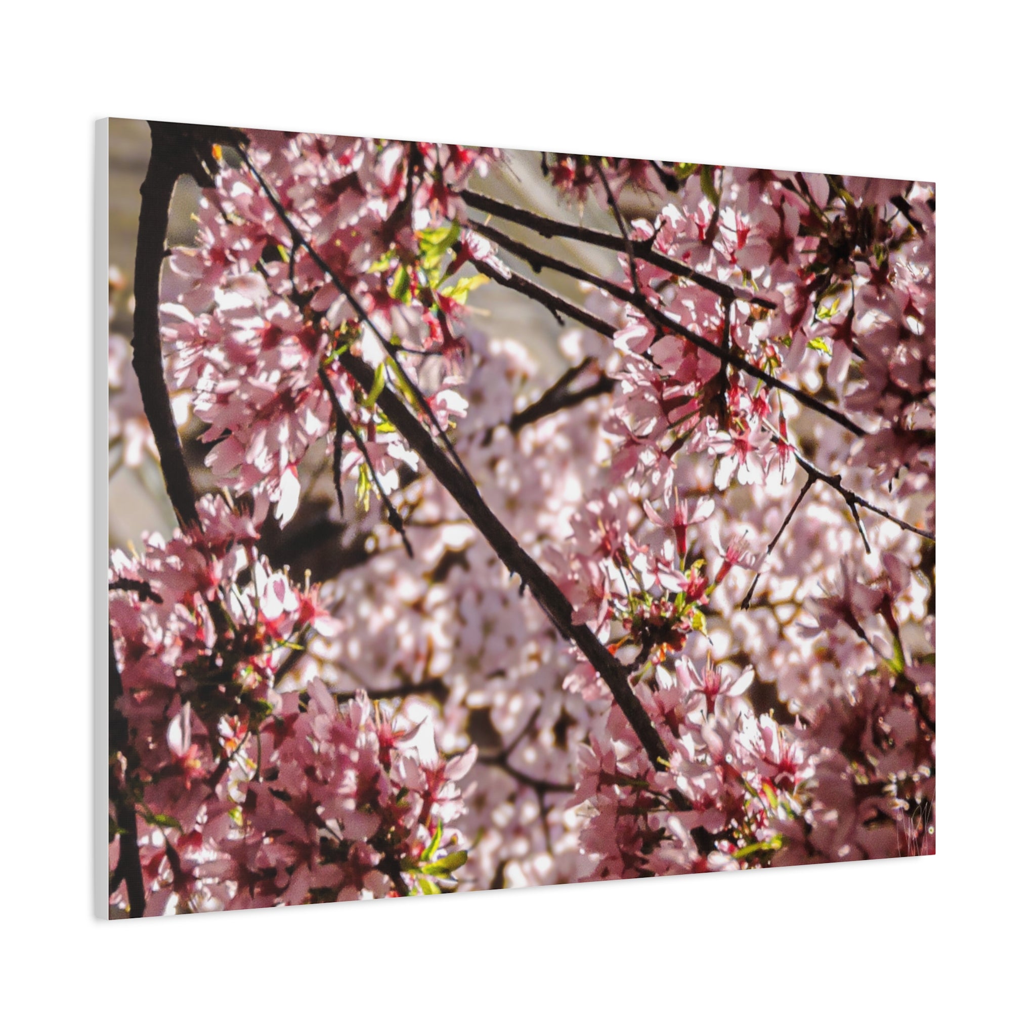 Blossom Cherry Tree Canvas Print – Matte Stretched Wall Art