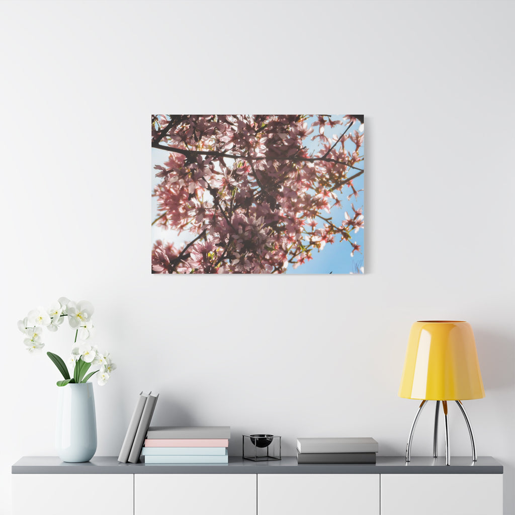 Blossoming Cherry Branches Matte Canvas Print — Spring Floral Wall Art, Stretched 1.25"