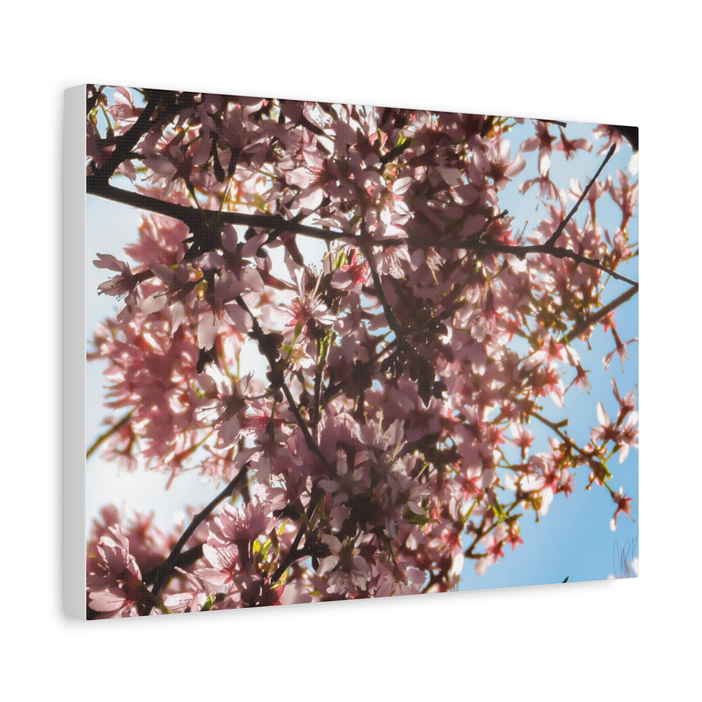 Blossoming Cherry Branches Matte Canvas Print — Spring Floral Wall Art, Stretched 1.25"