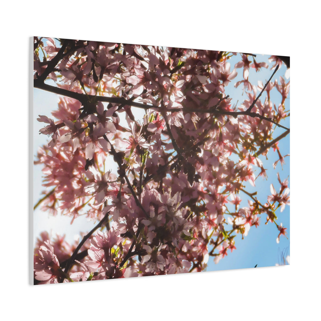 Blossoming Cherry Branches Matte Canvas Print — Spring Floral Wall Art, Stretched 1.25"