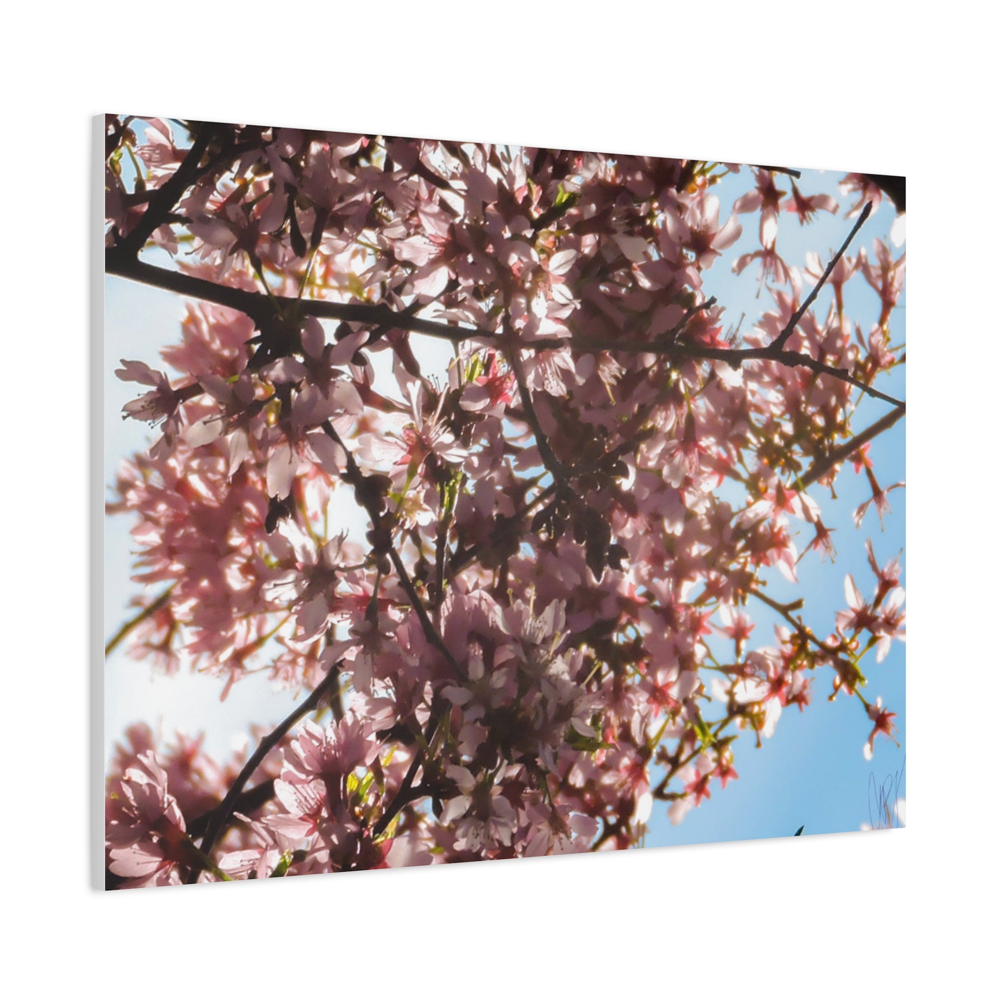 Blossoming Cherry Branches Matte Canvas Print — Spring Floral Wall Art, Stretched 1.25"